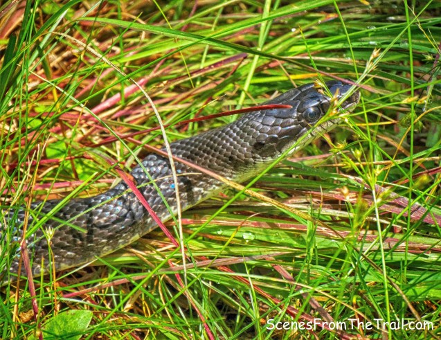 Rat Snake
