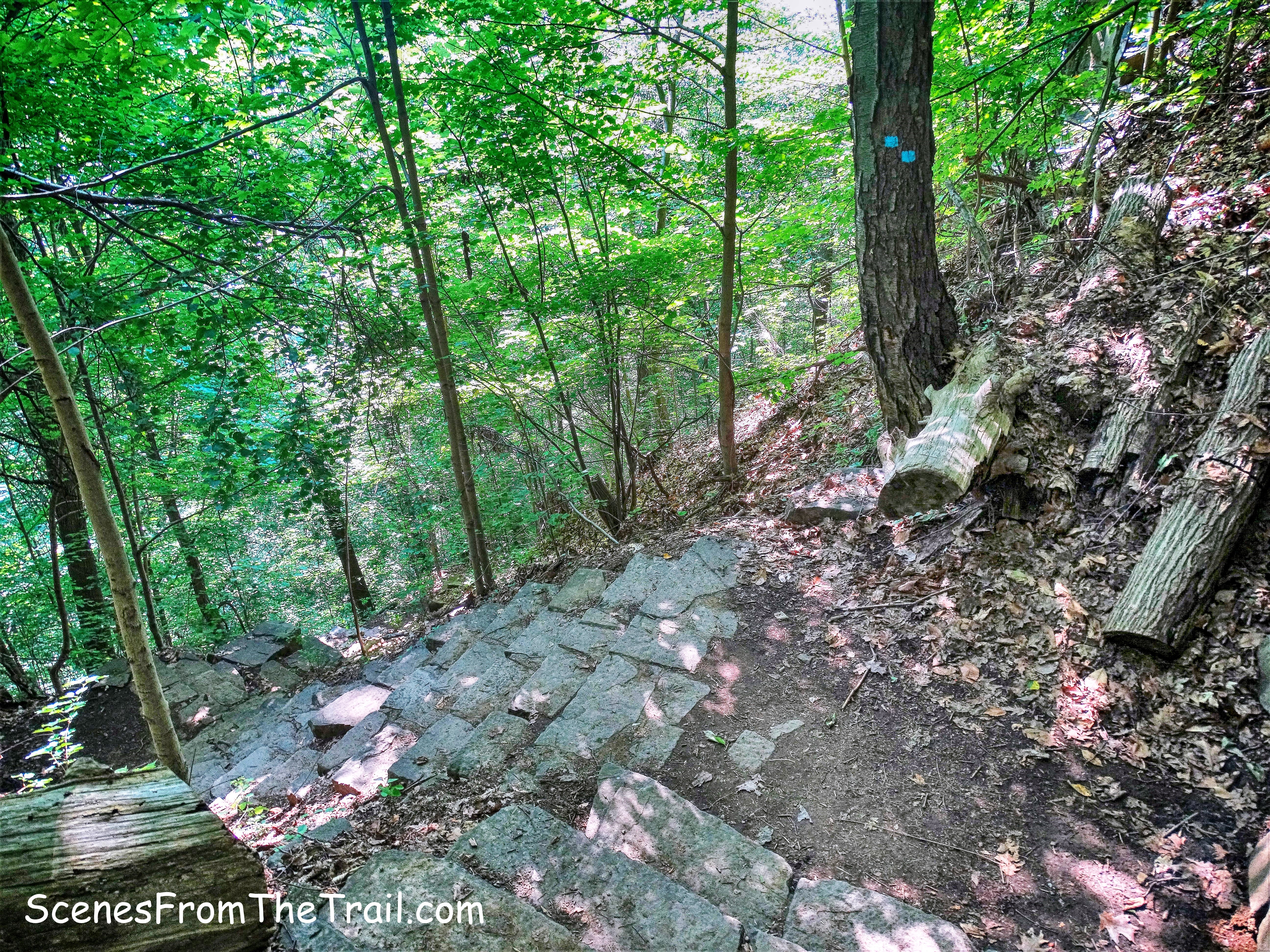 Forest View Trail