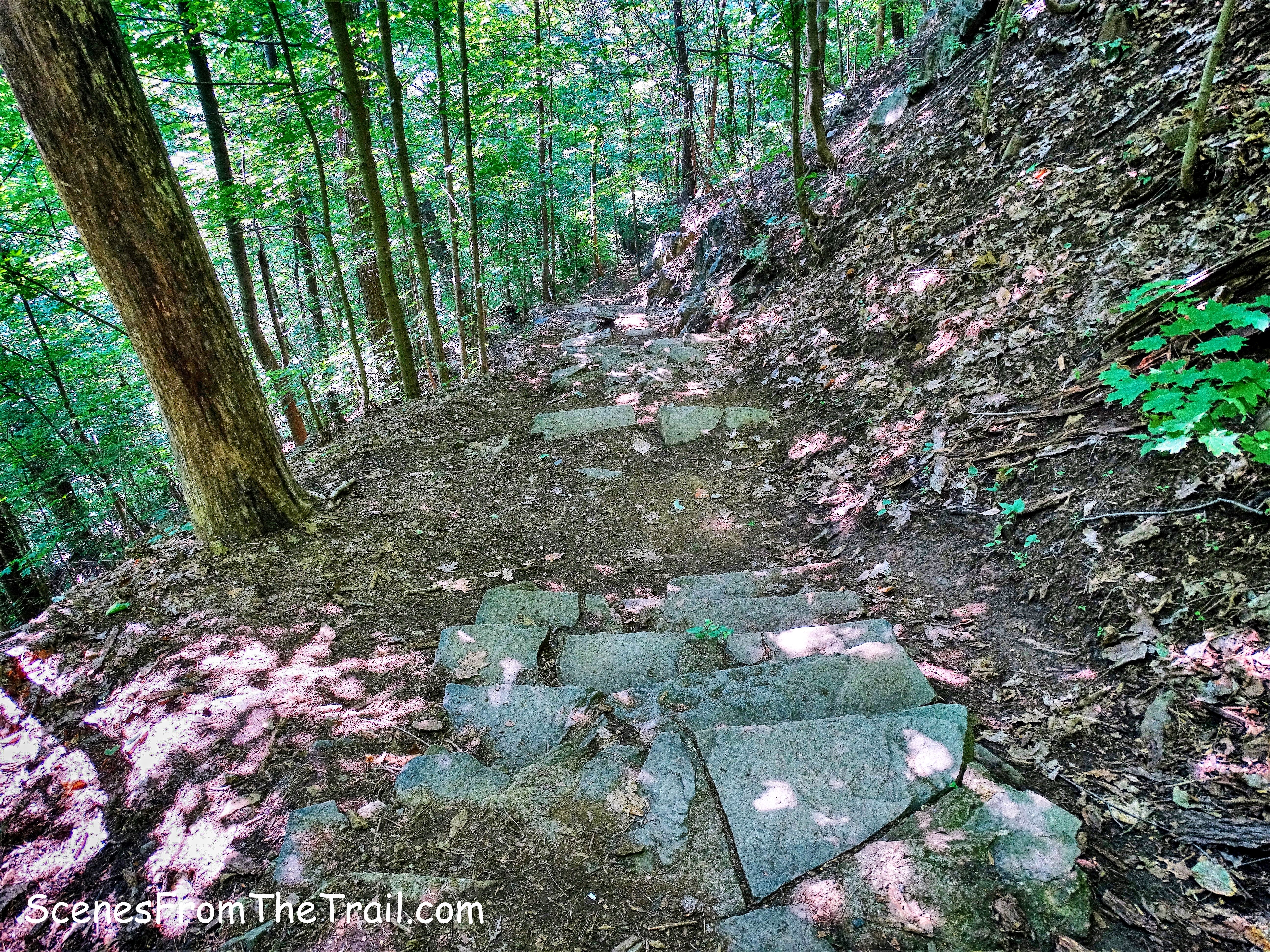 Forest View Trail