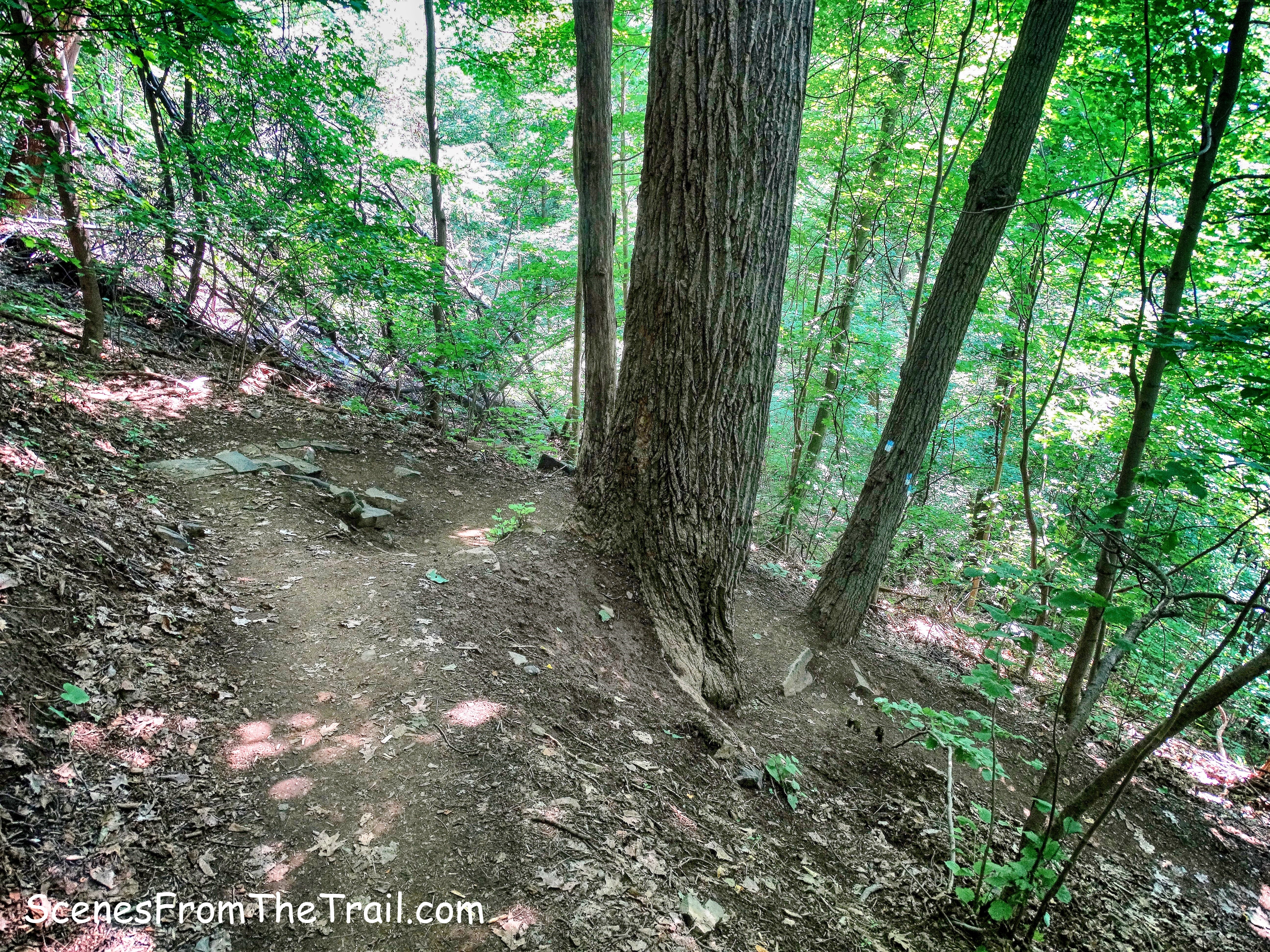 Forest View Trail