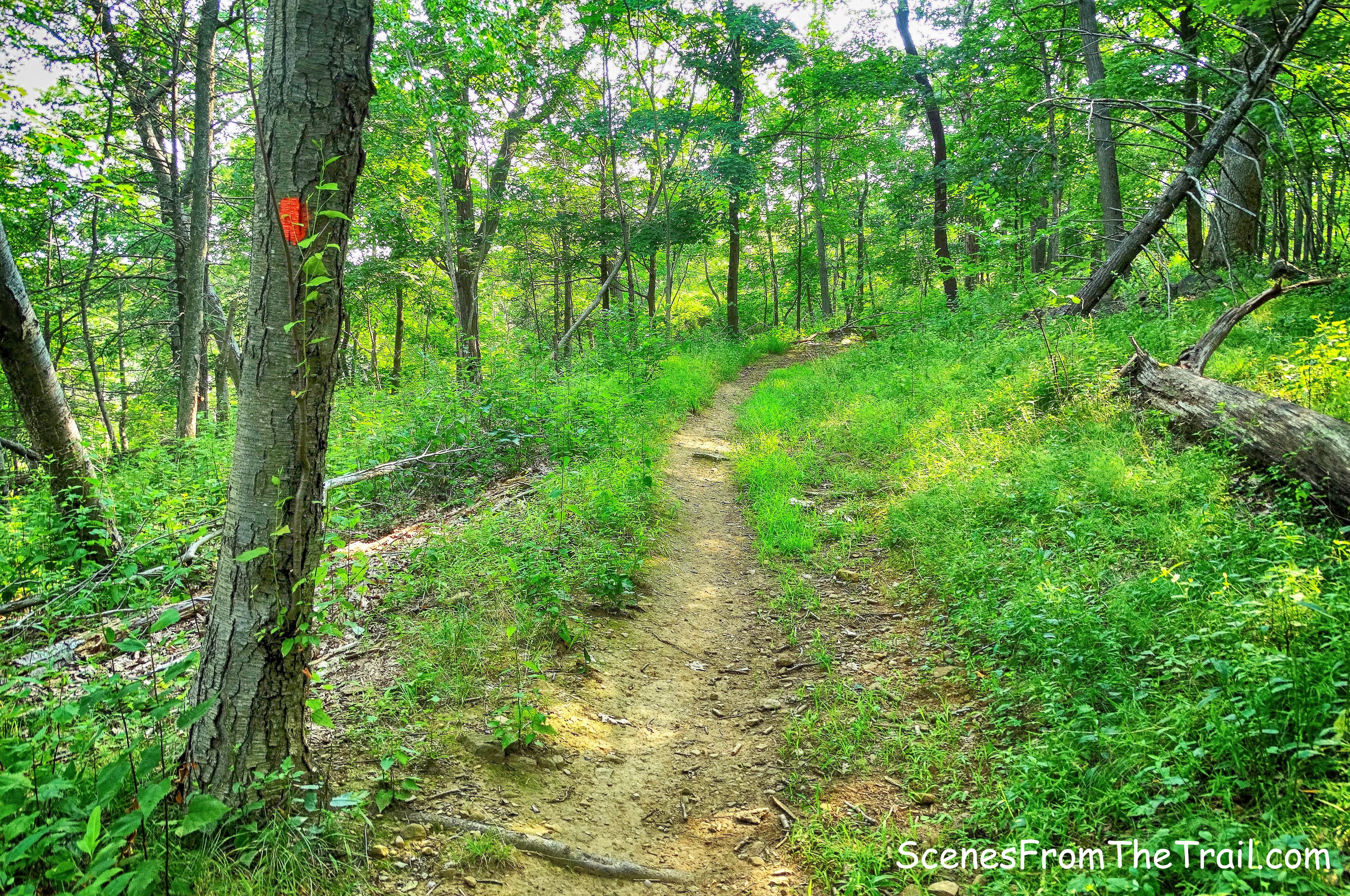 orange-blazed trail