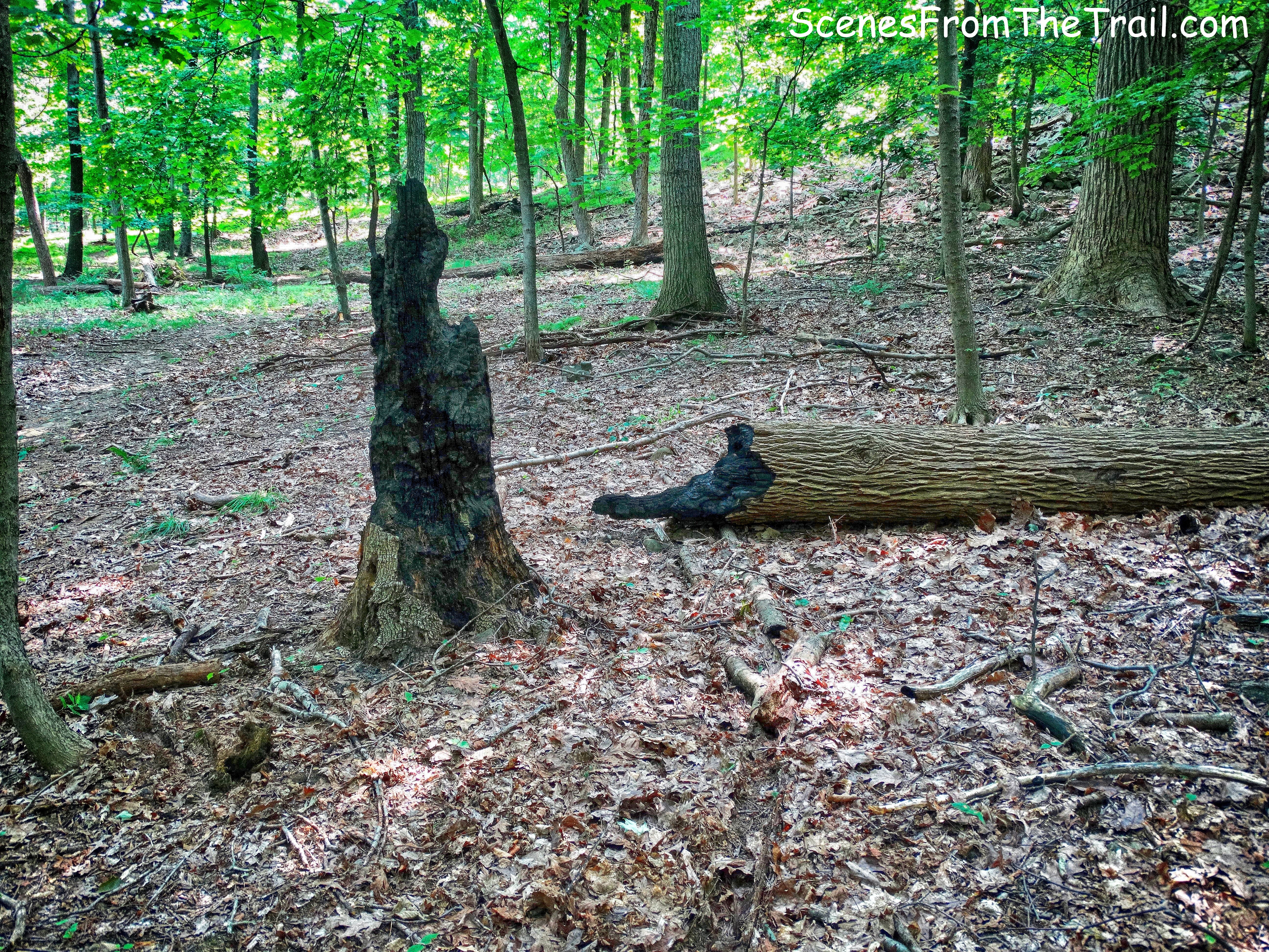 fire damage on unmarked trail