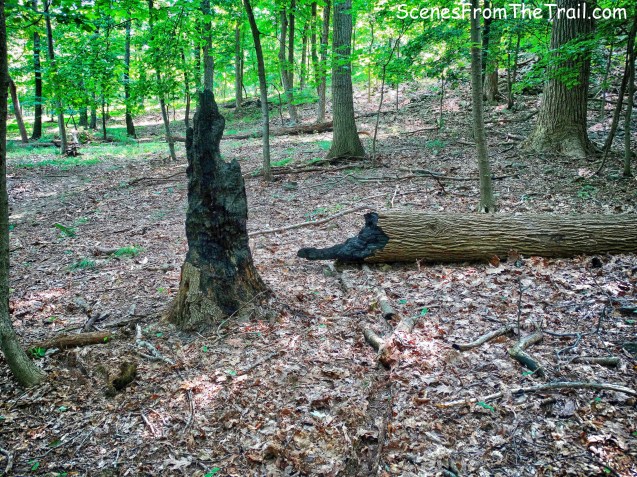 fire damage on unmarked trail