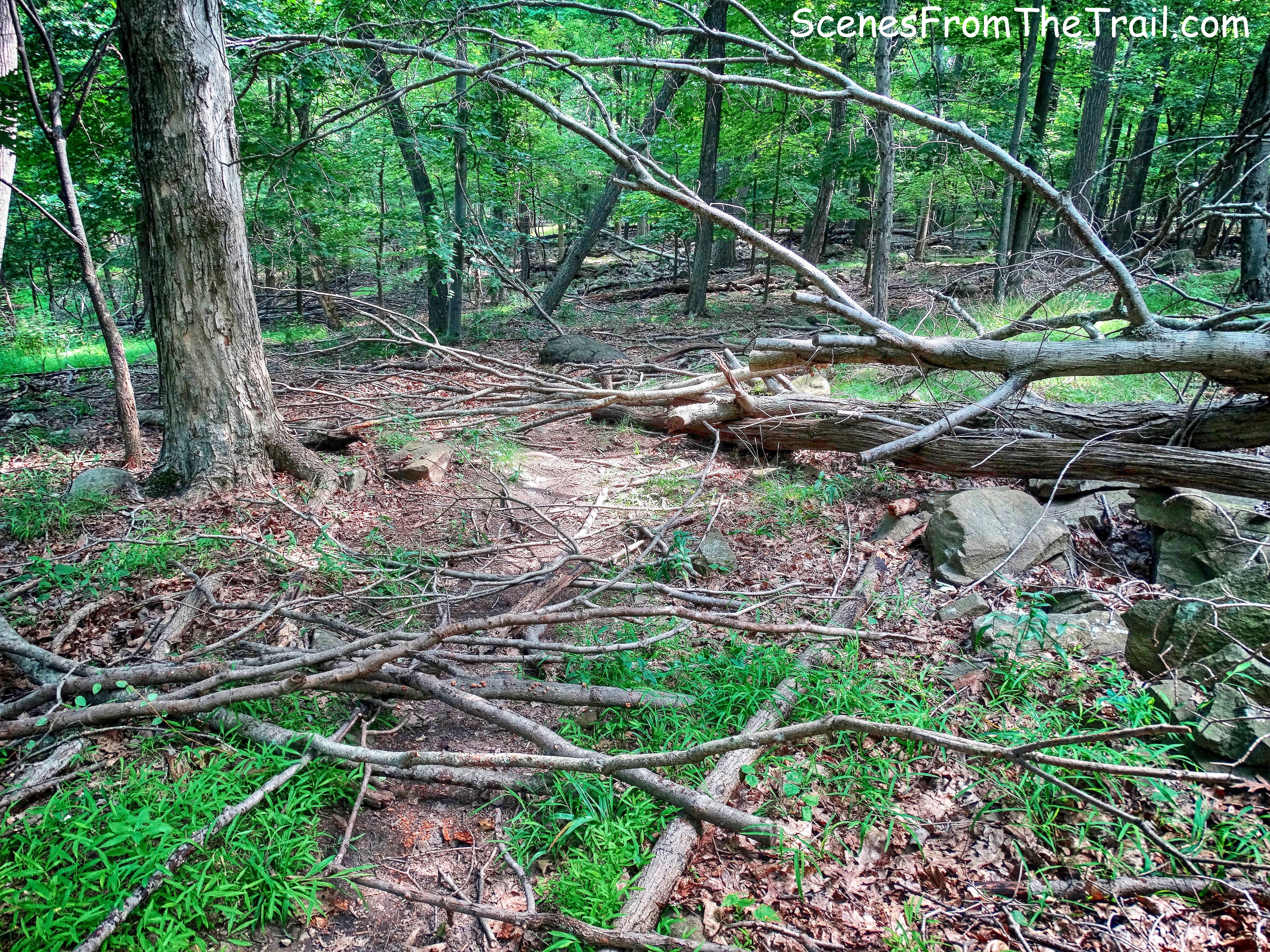 blowdown on unmarked trail