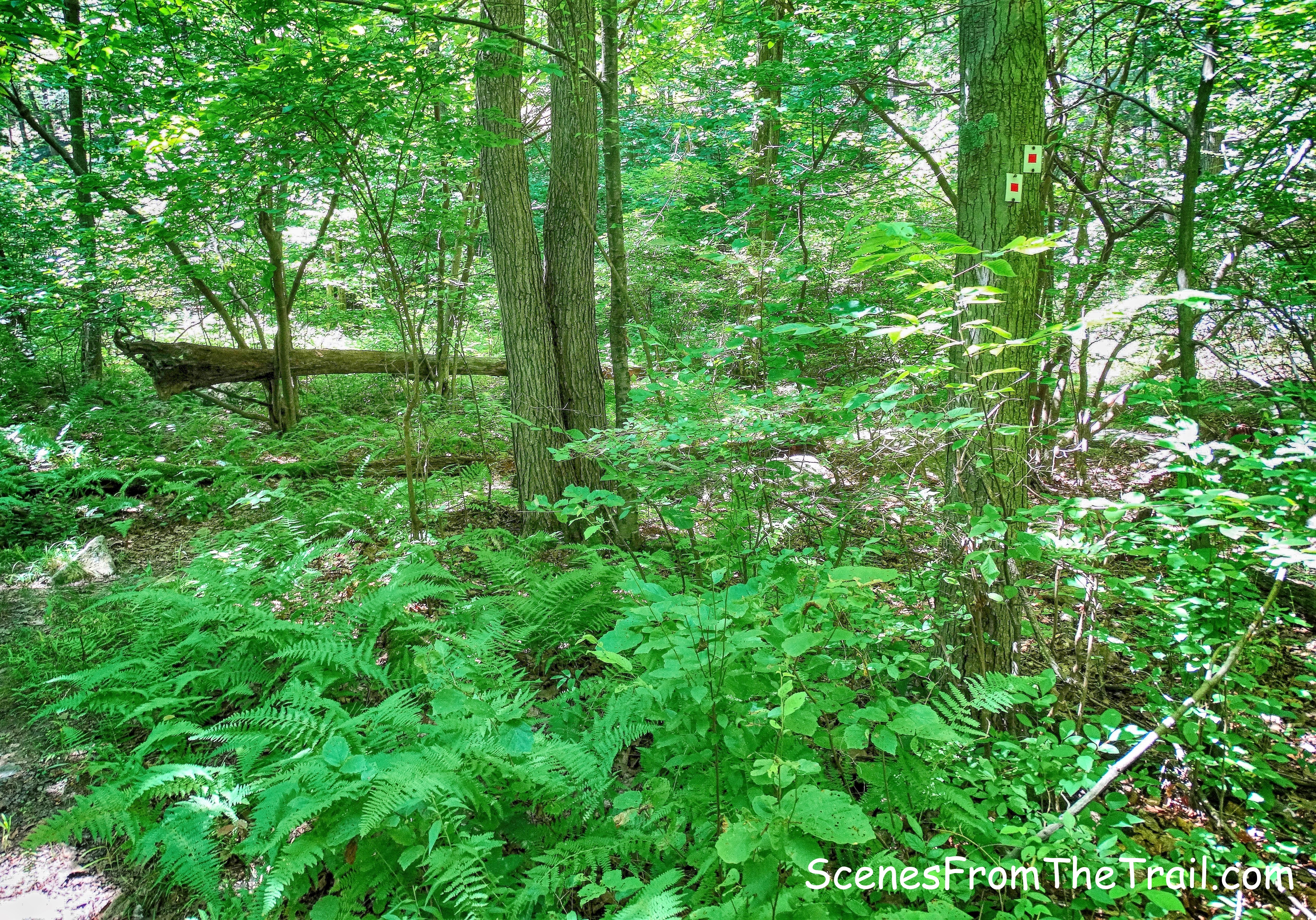 right on Popolopen Gorge Trail