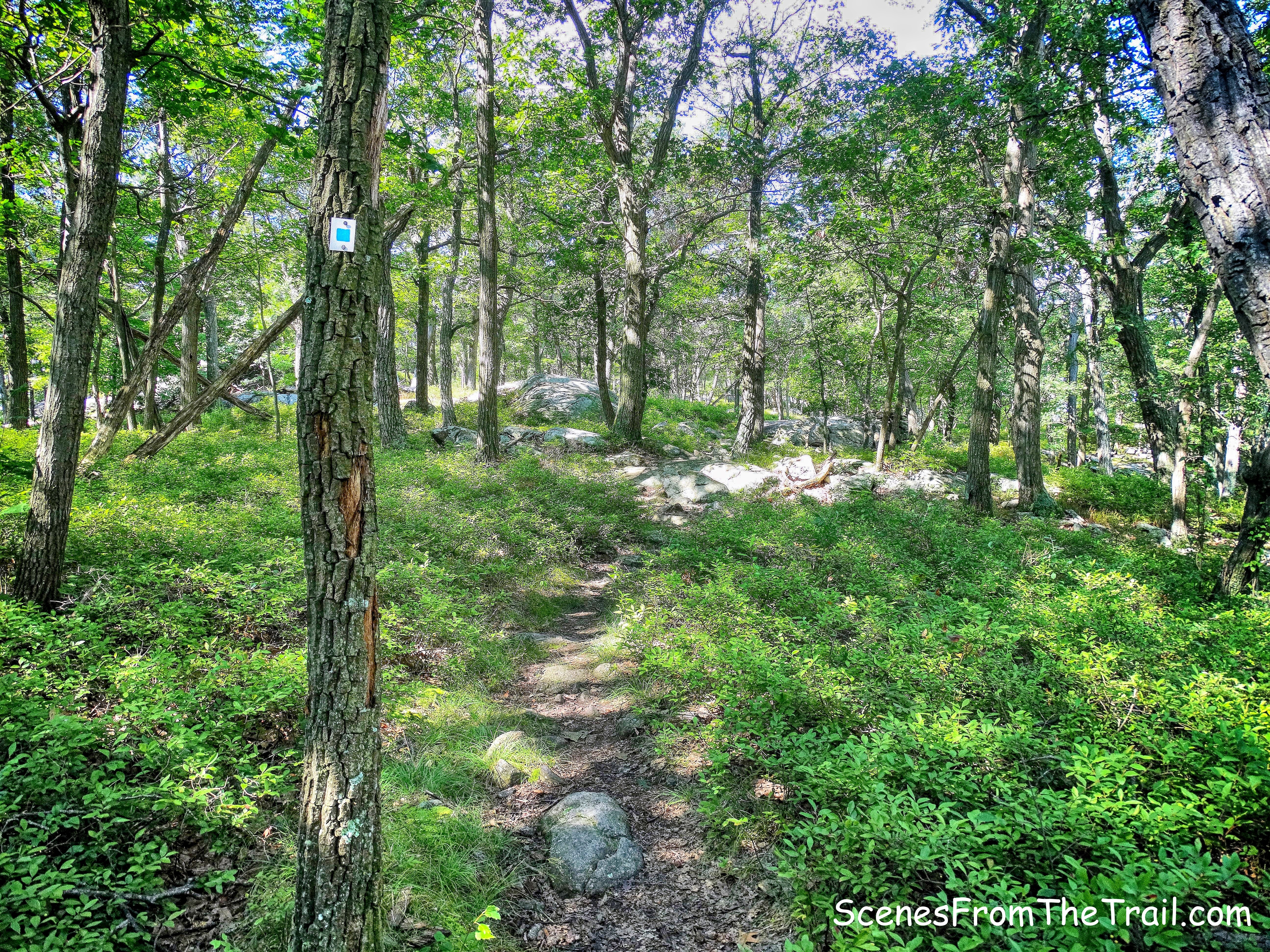Blueberries on the Seven Hills Trail