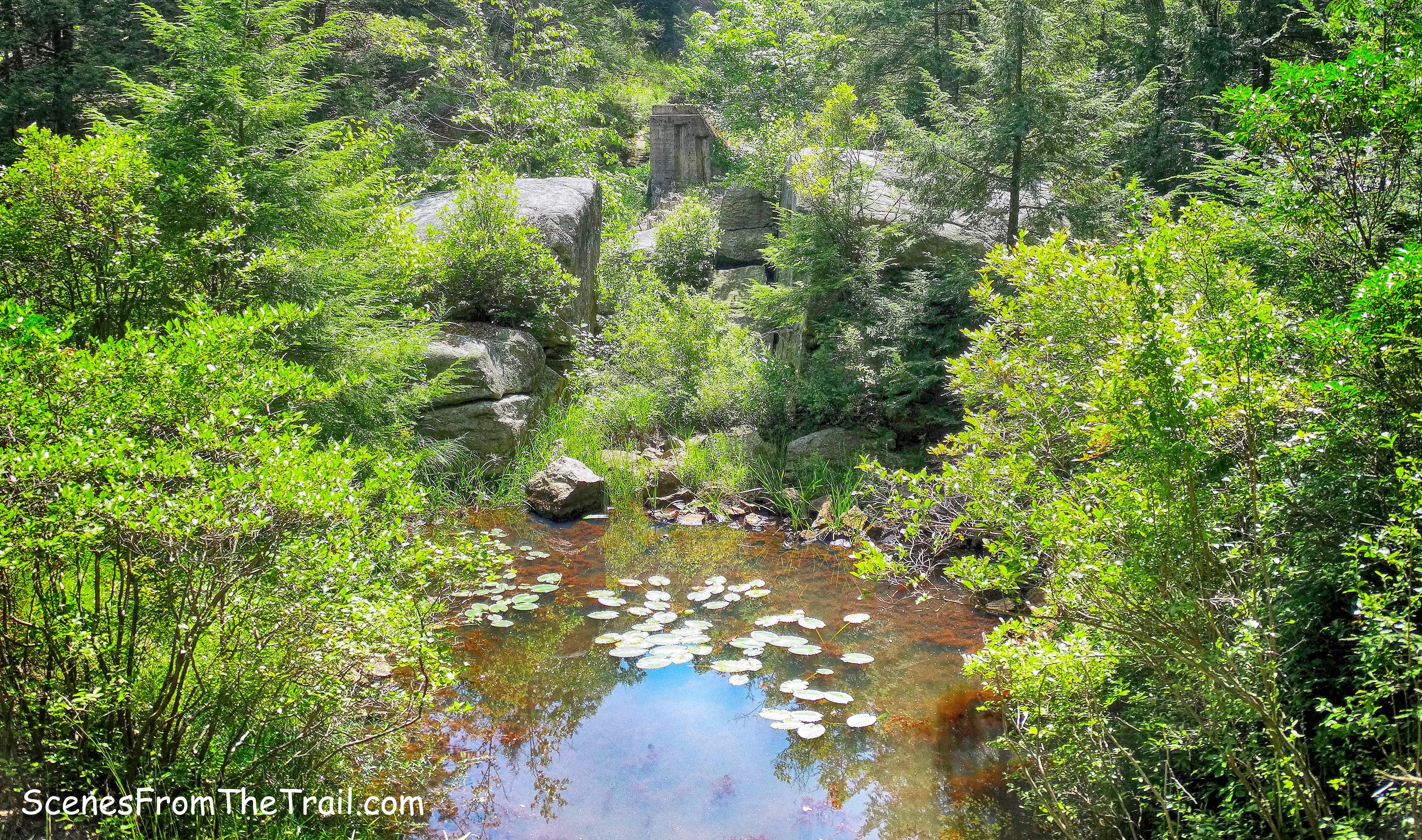 swampy area just off Diamond Mountain-Tower Trail