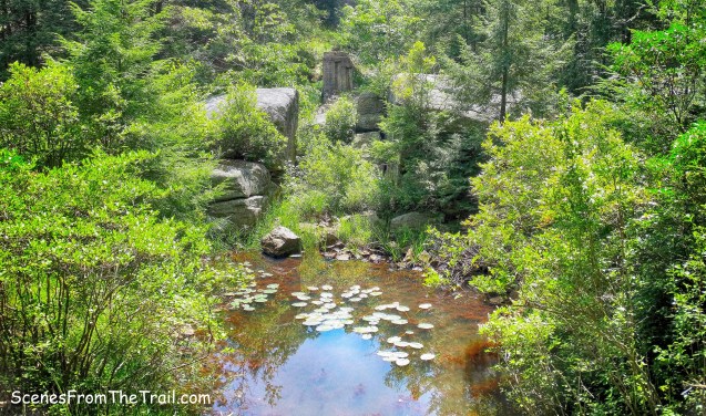 swampy area just off Diamond Mountain-Tower Trail
