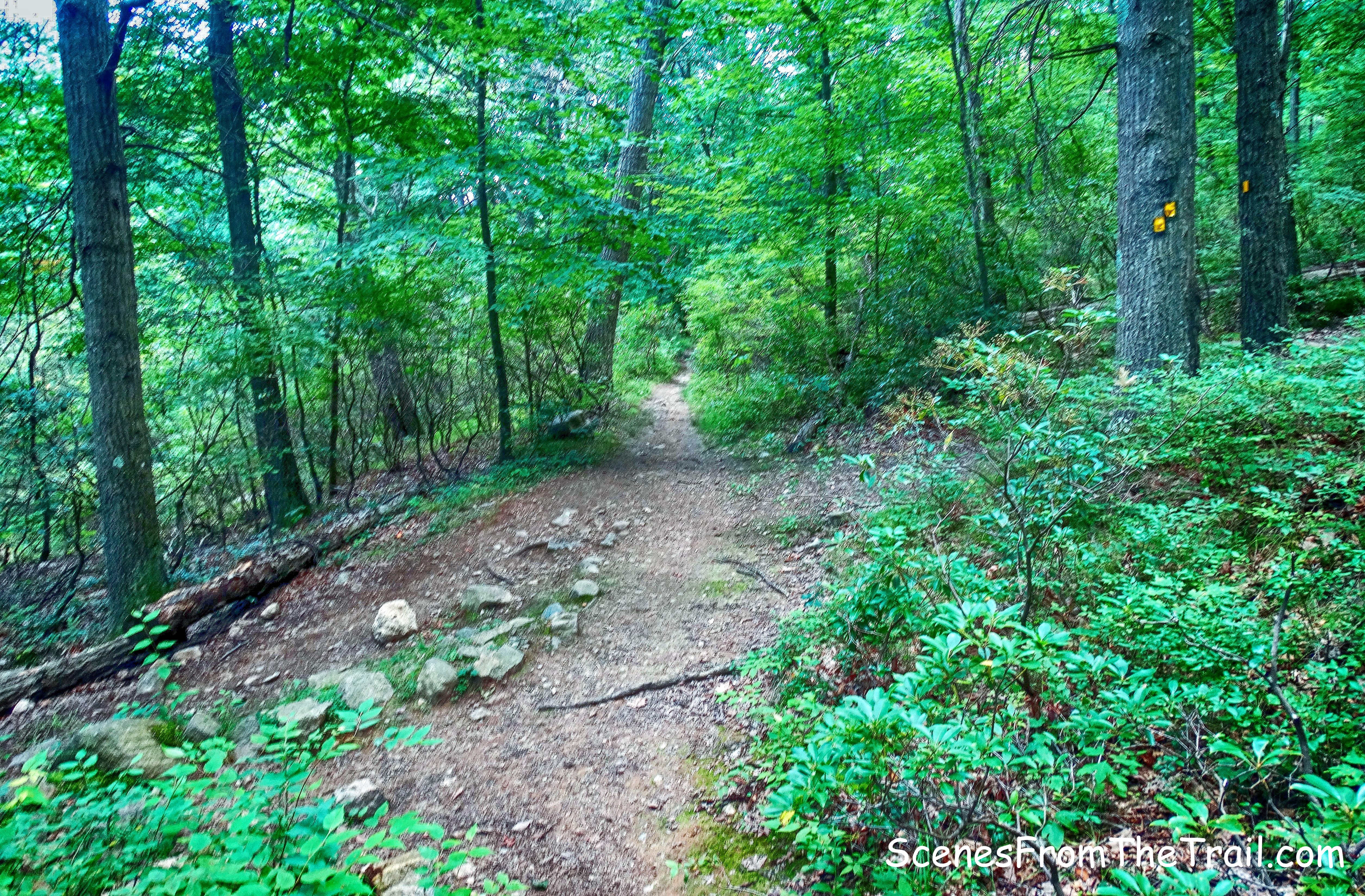 turn right on yellow-blazed Diamond Mountain-Tower Trail