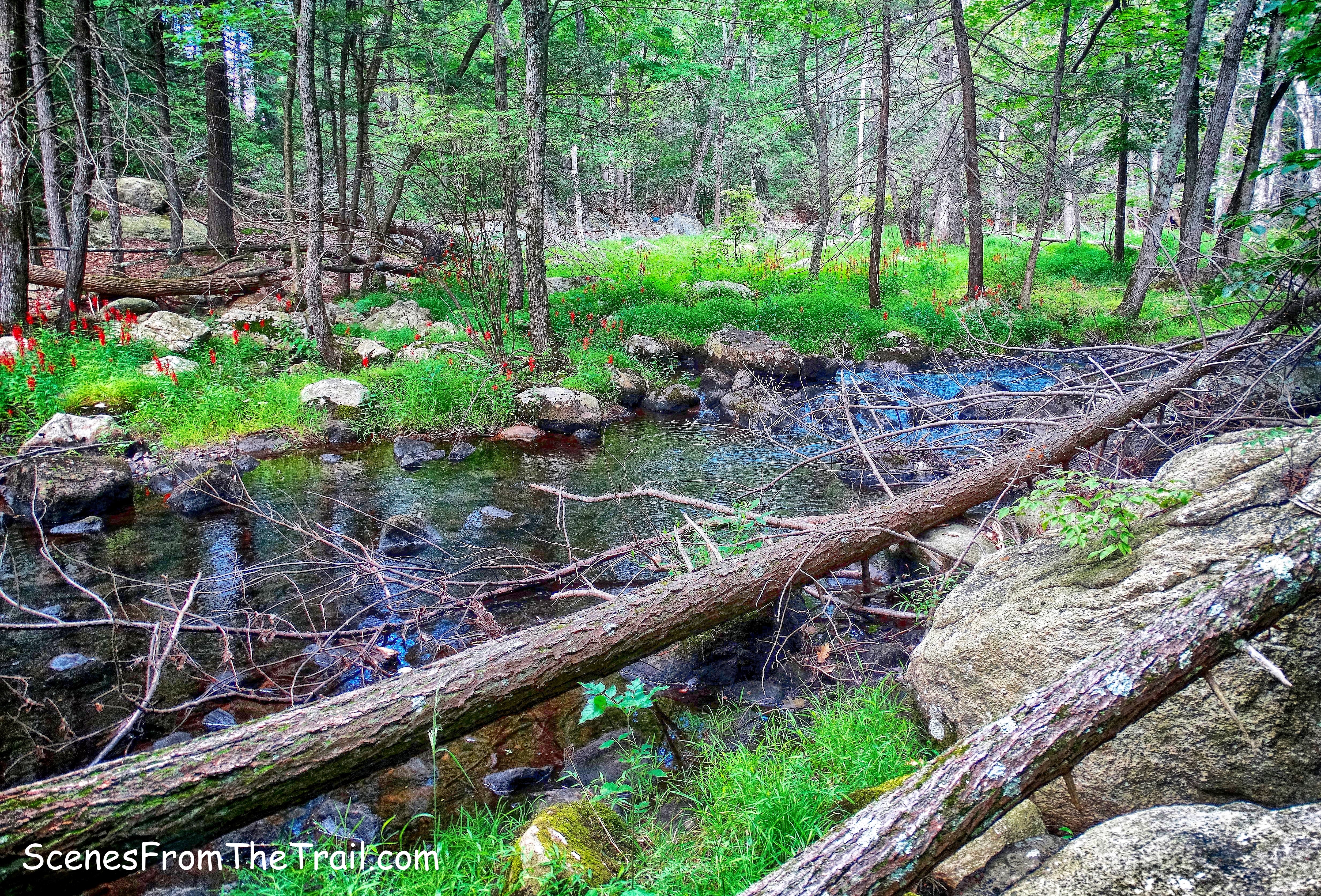 Stony Brook alongside Hillburn-Torne-Sebago Trail