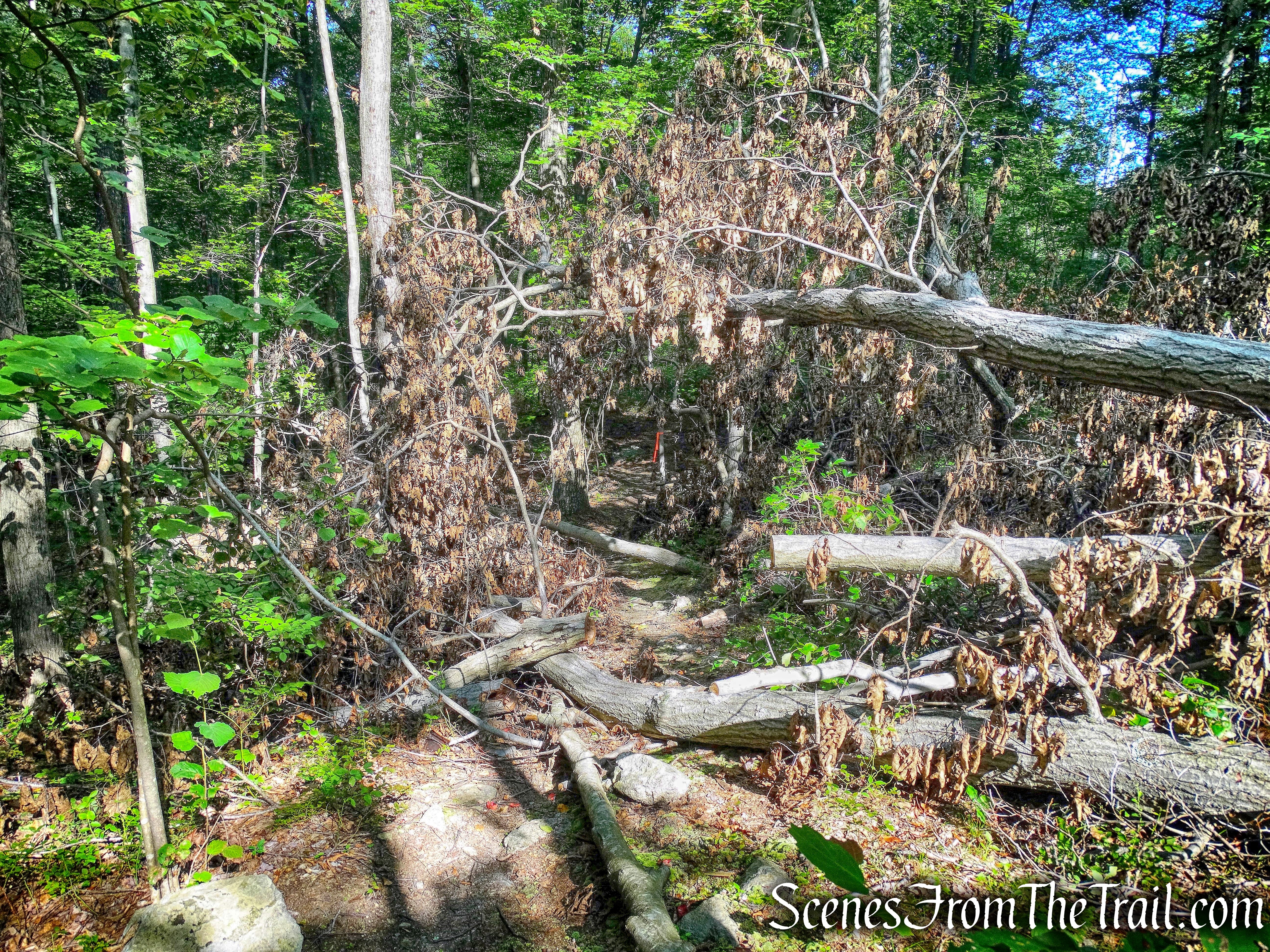 Manaticut Point Trail