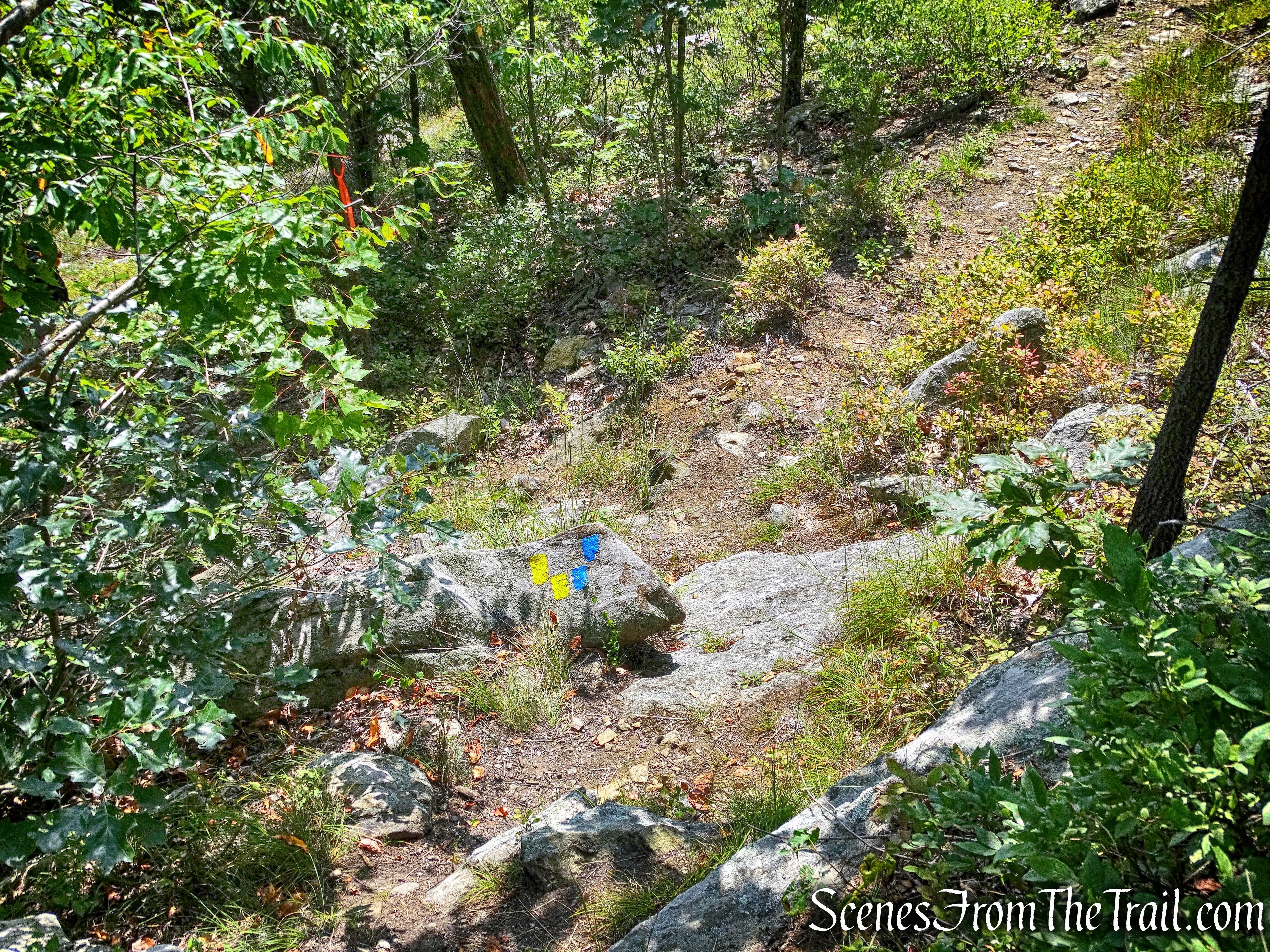 turn left and stay on the yellow-blazed Manaticut Point Trail
