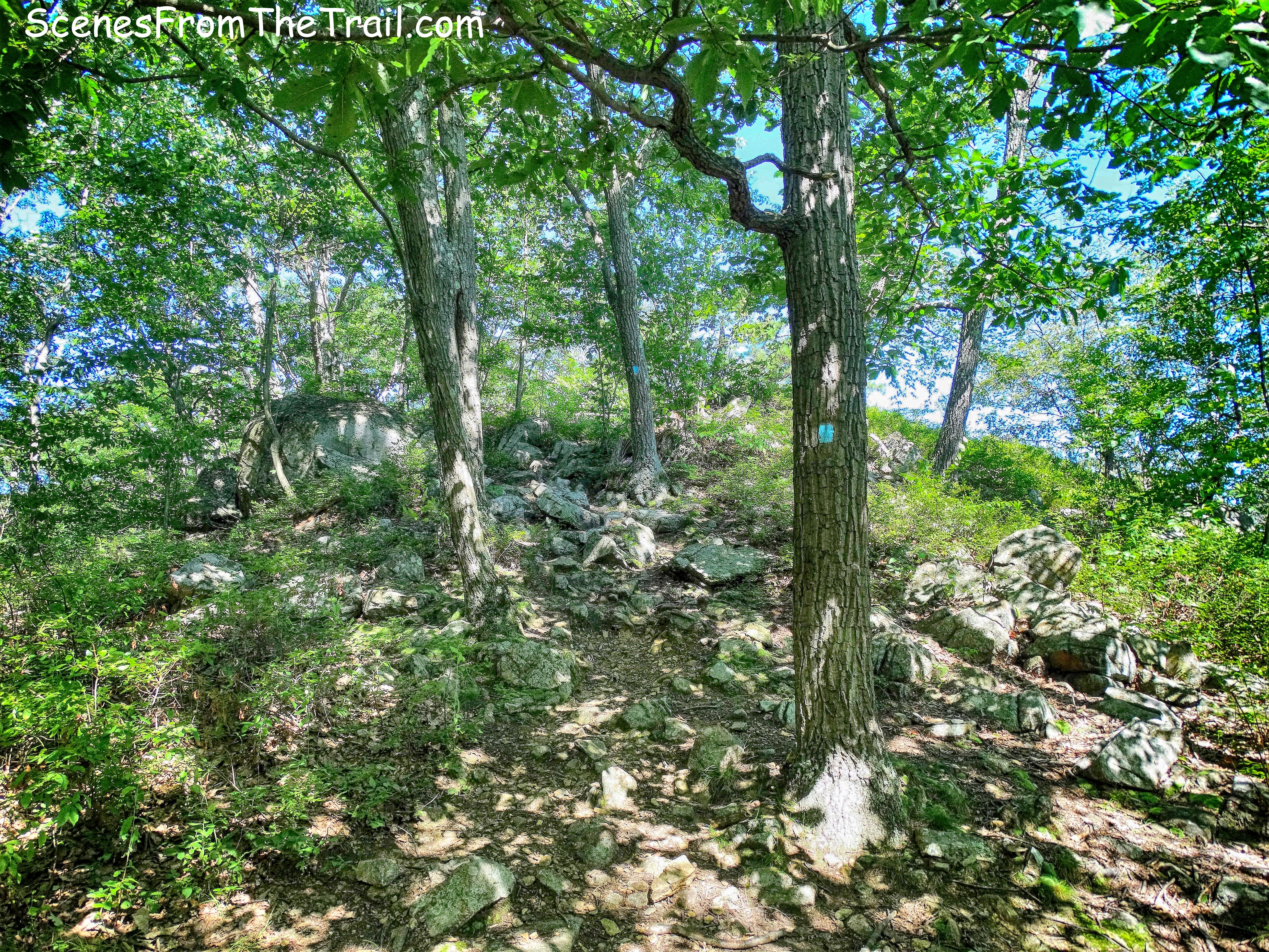 turn left on Timp-Torne Trail