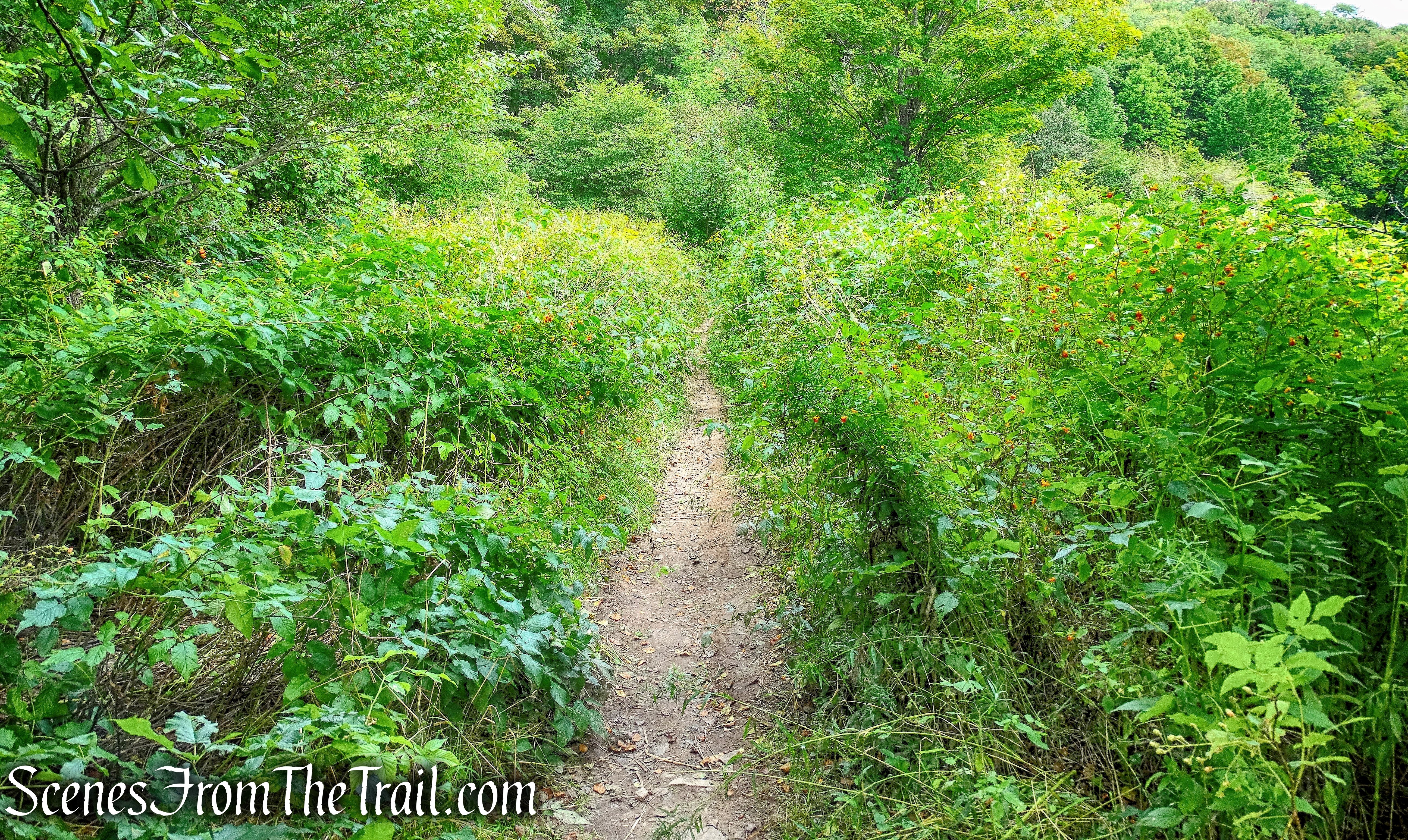 Alder Lake Loop Trail