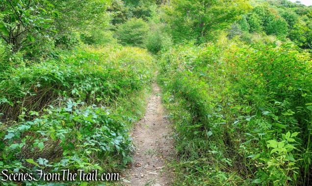 Alder Lake Loop Trail