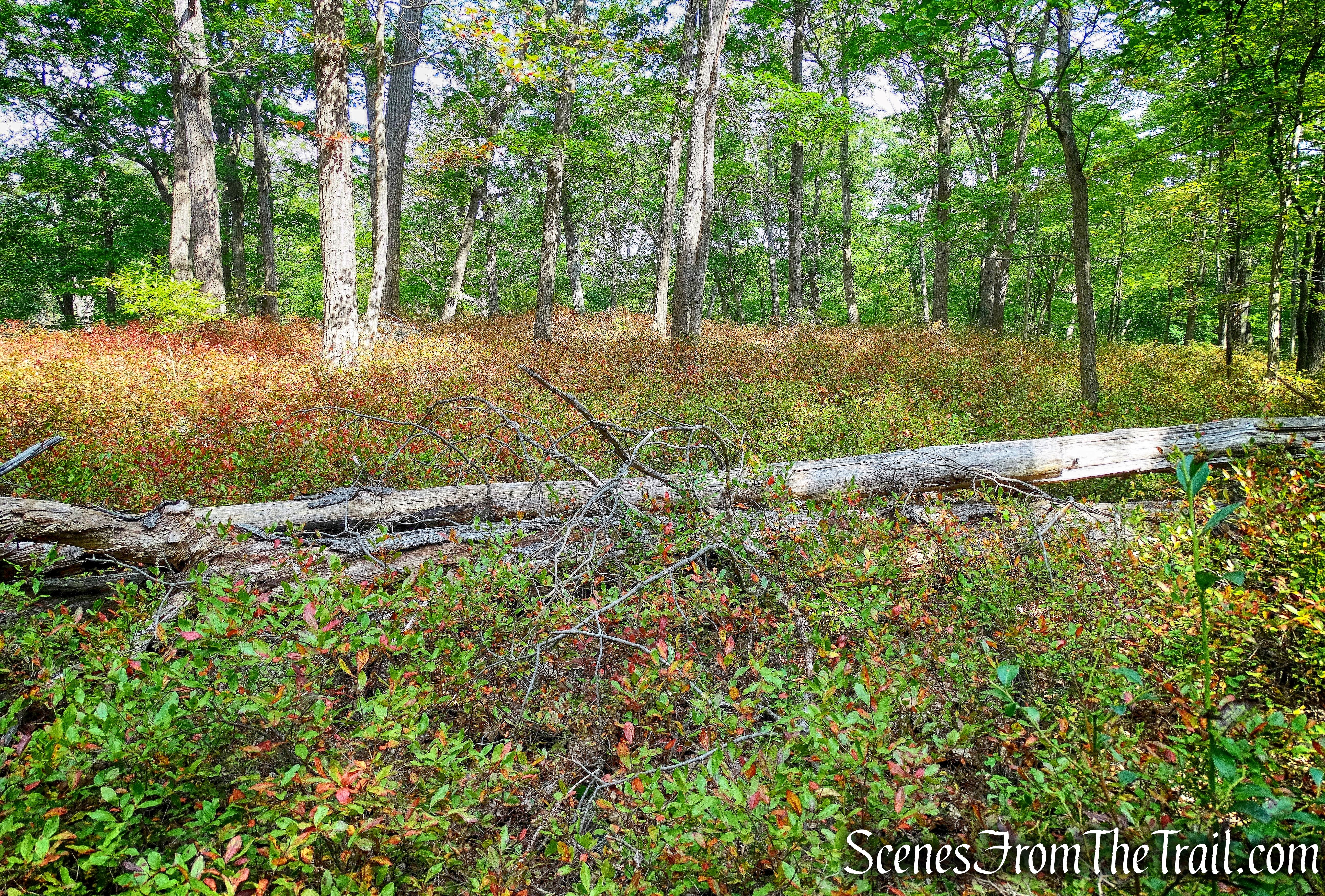 bushwacking northeast