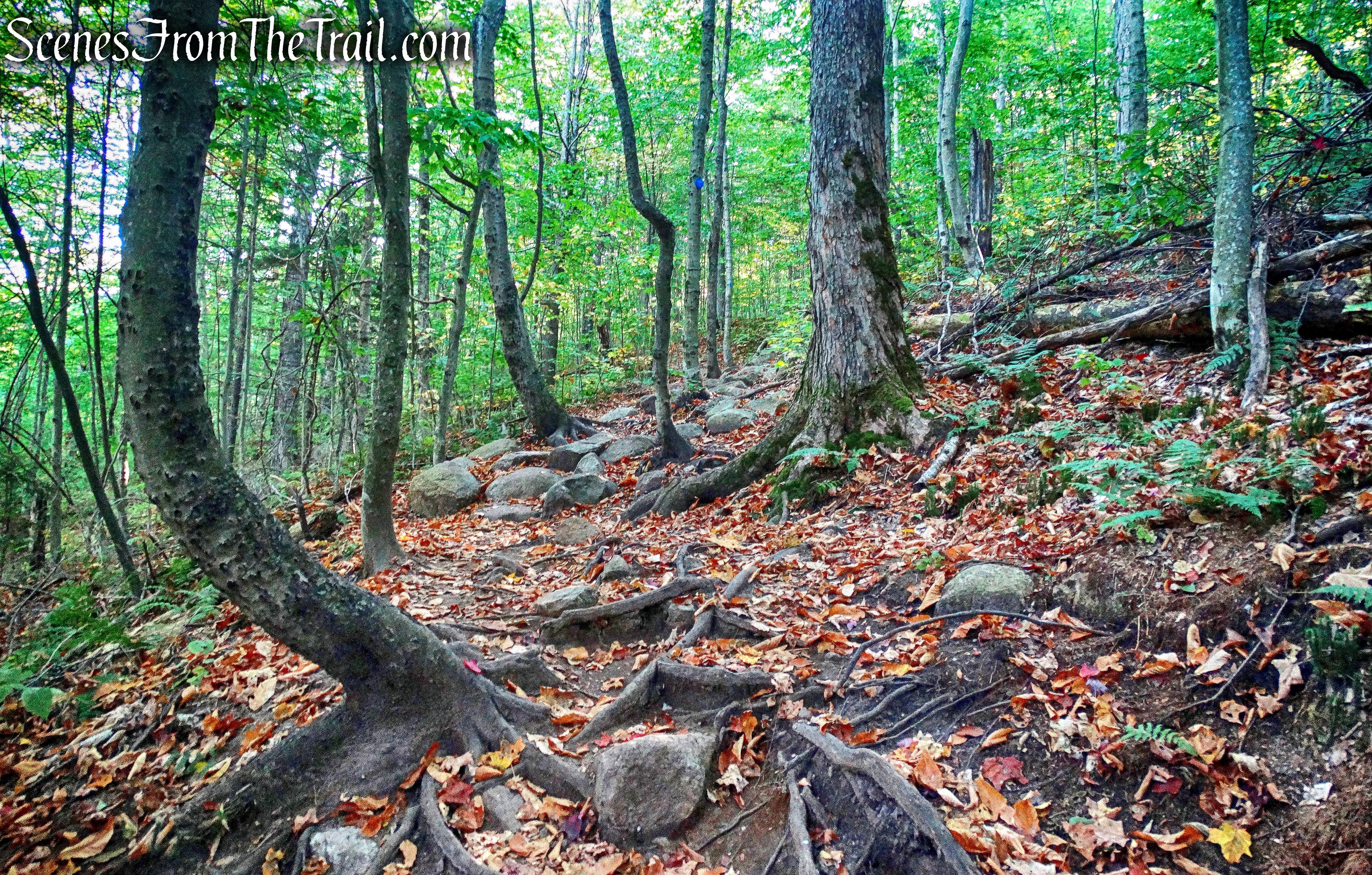 Coney Mountain Trail