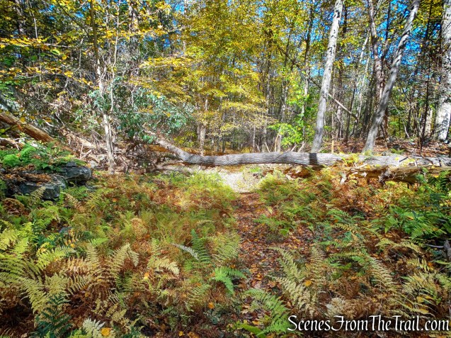 East Overlook Trail - John Burroughs Nature Sanctuary