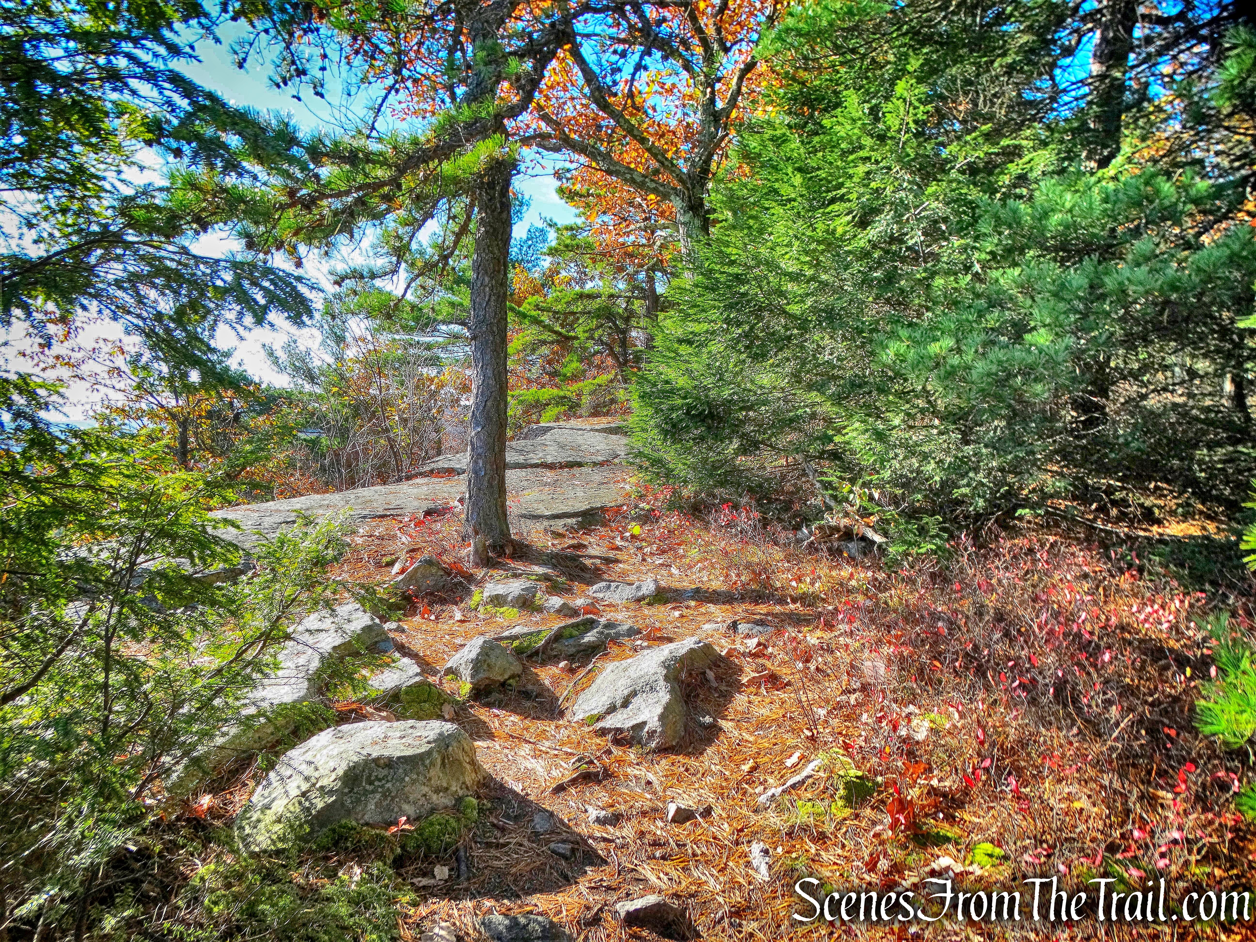 Beacon Hill Trail