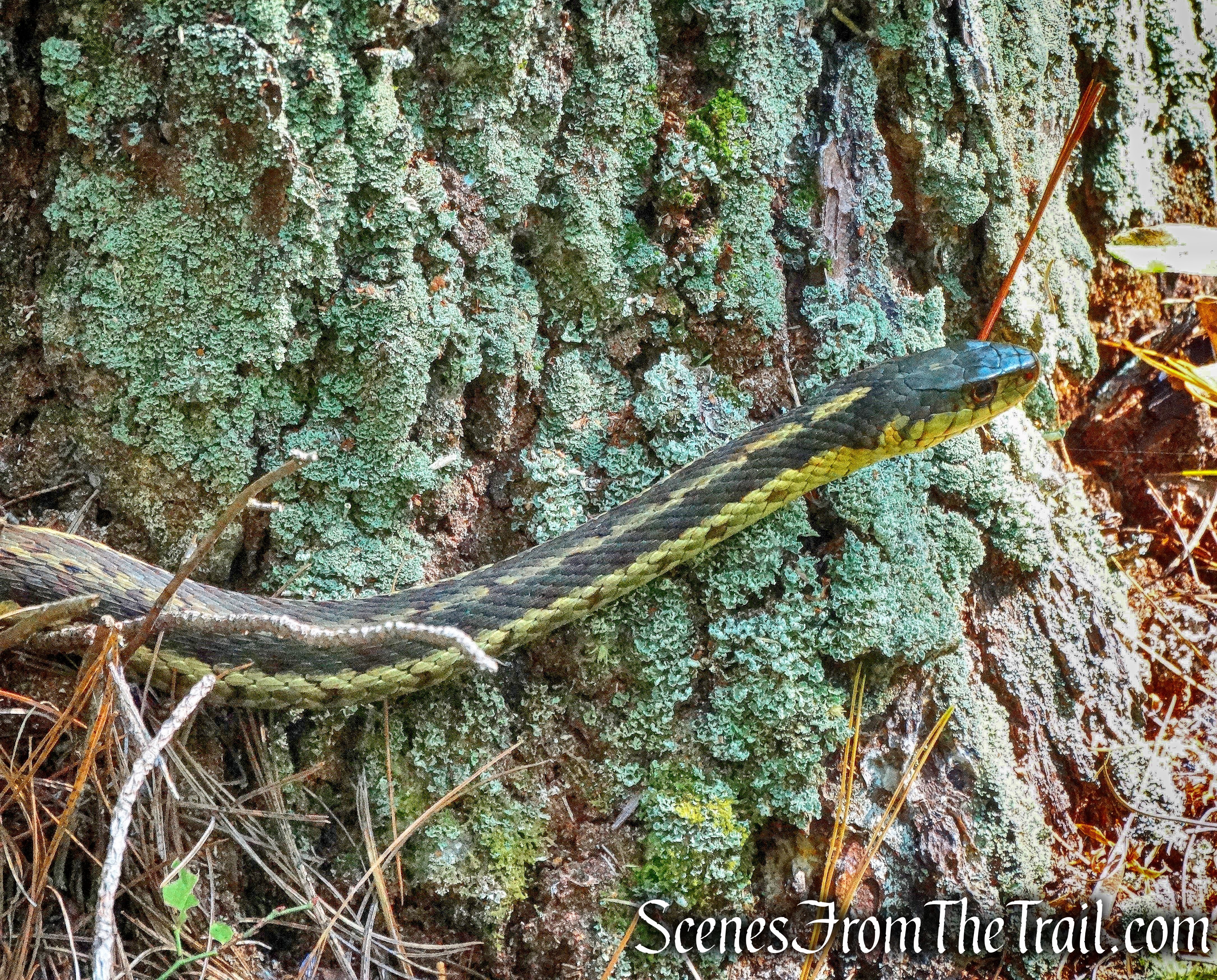 Garter Snake