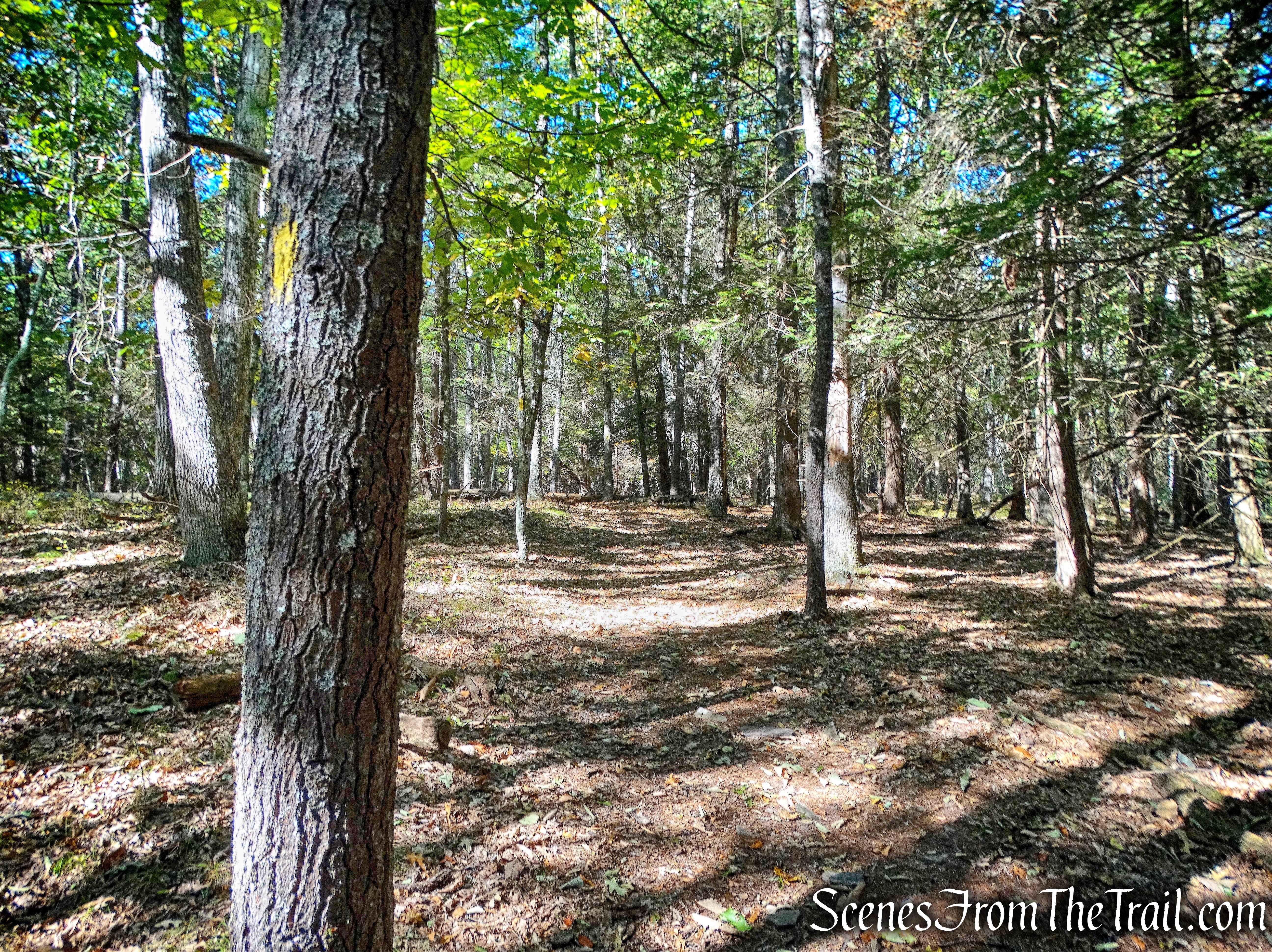 Damascus Forest Trail
