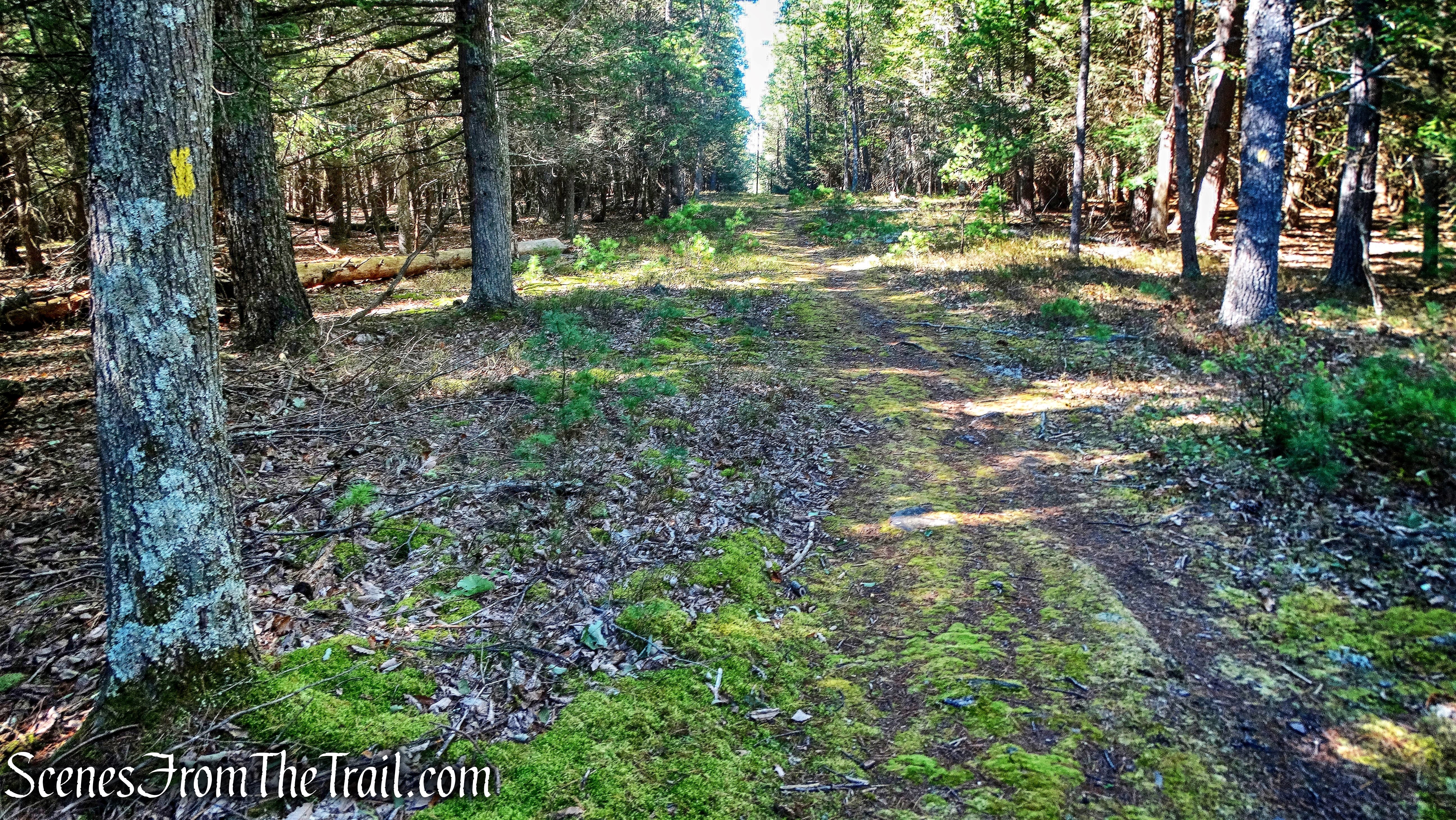 power line cut - Damascus Forest Trail