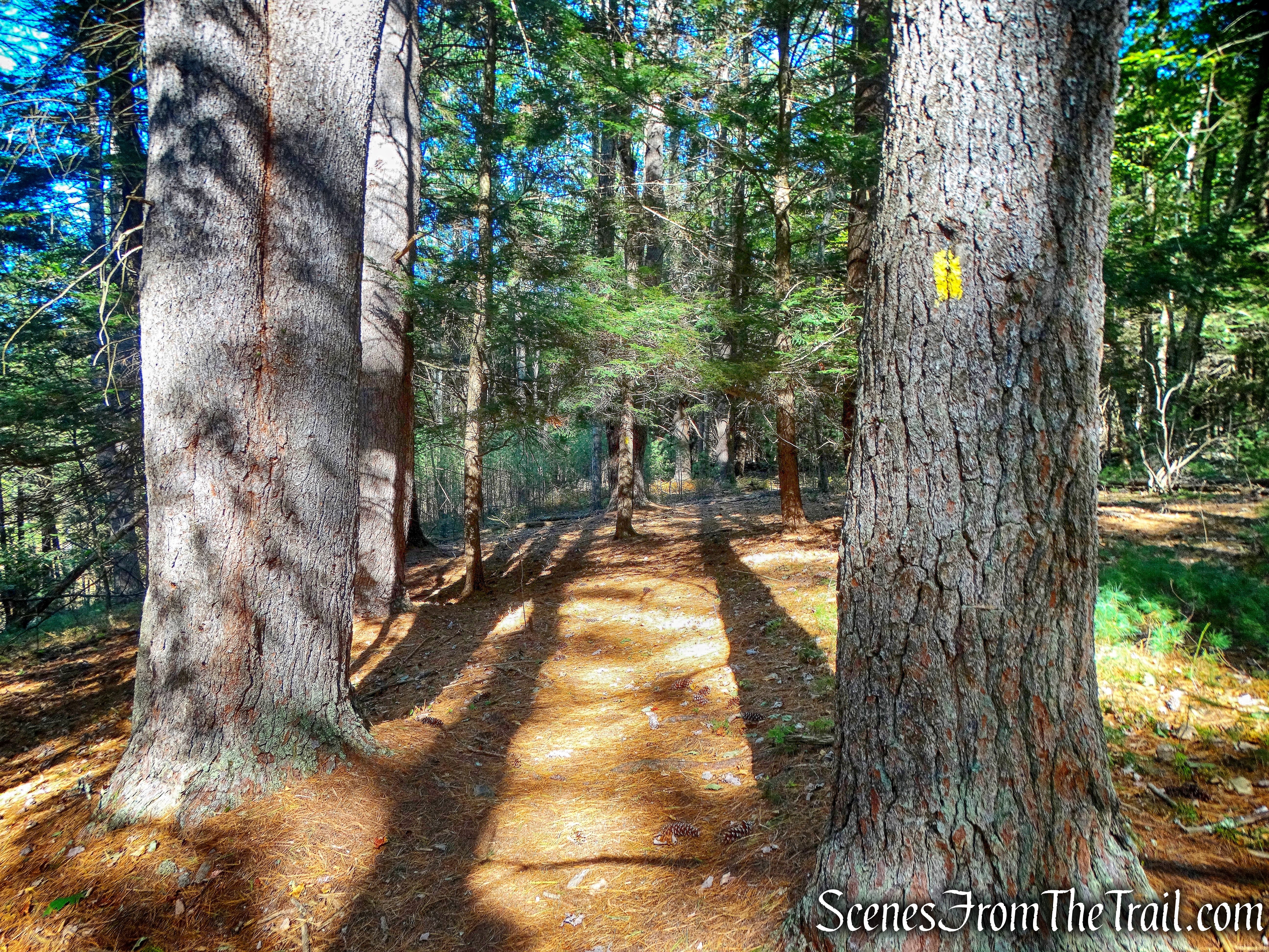 Damascus Forest Trail