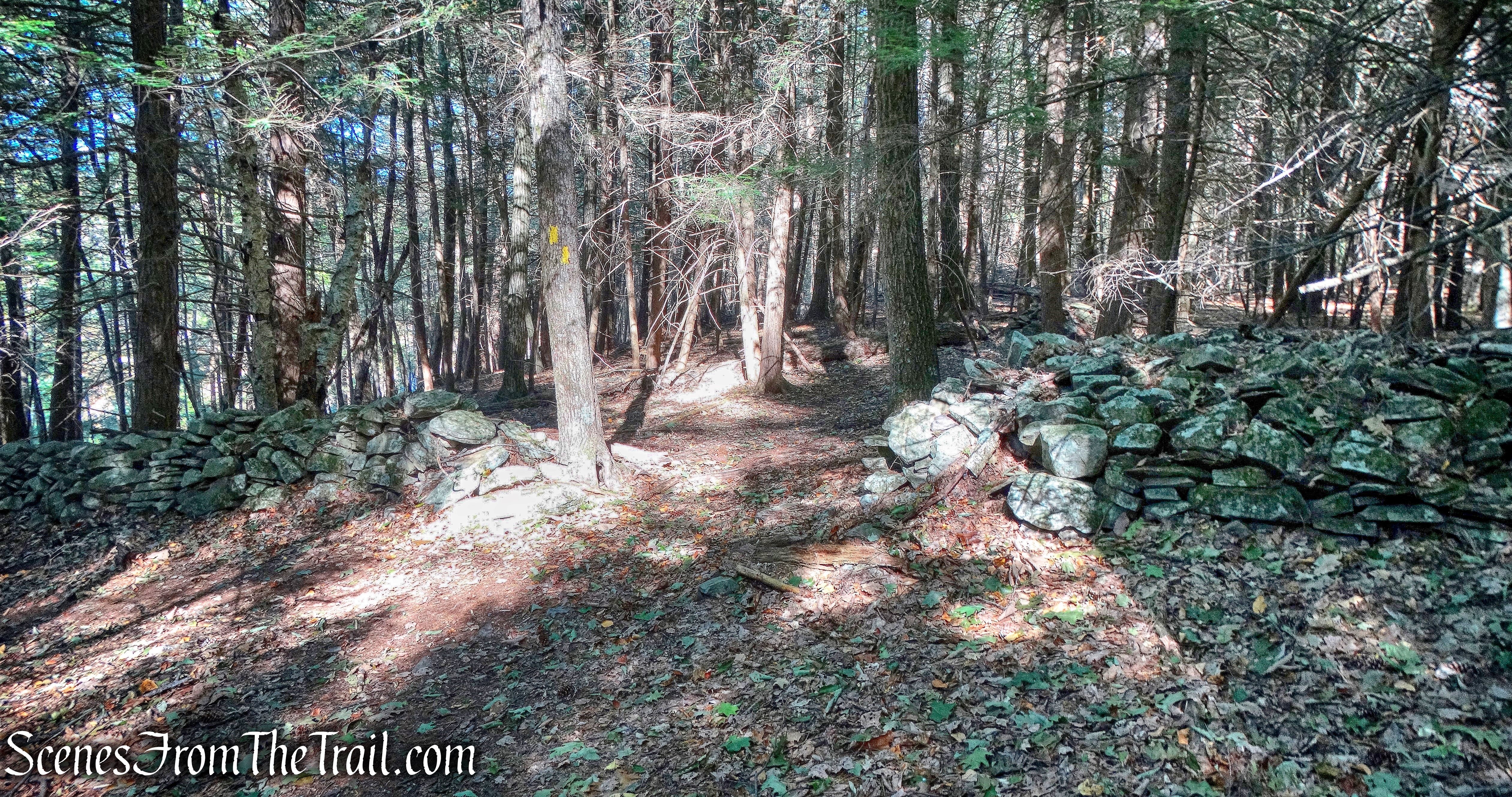 Damascus Forest Trail