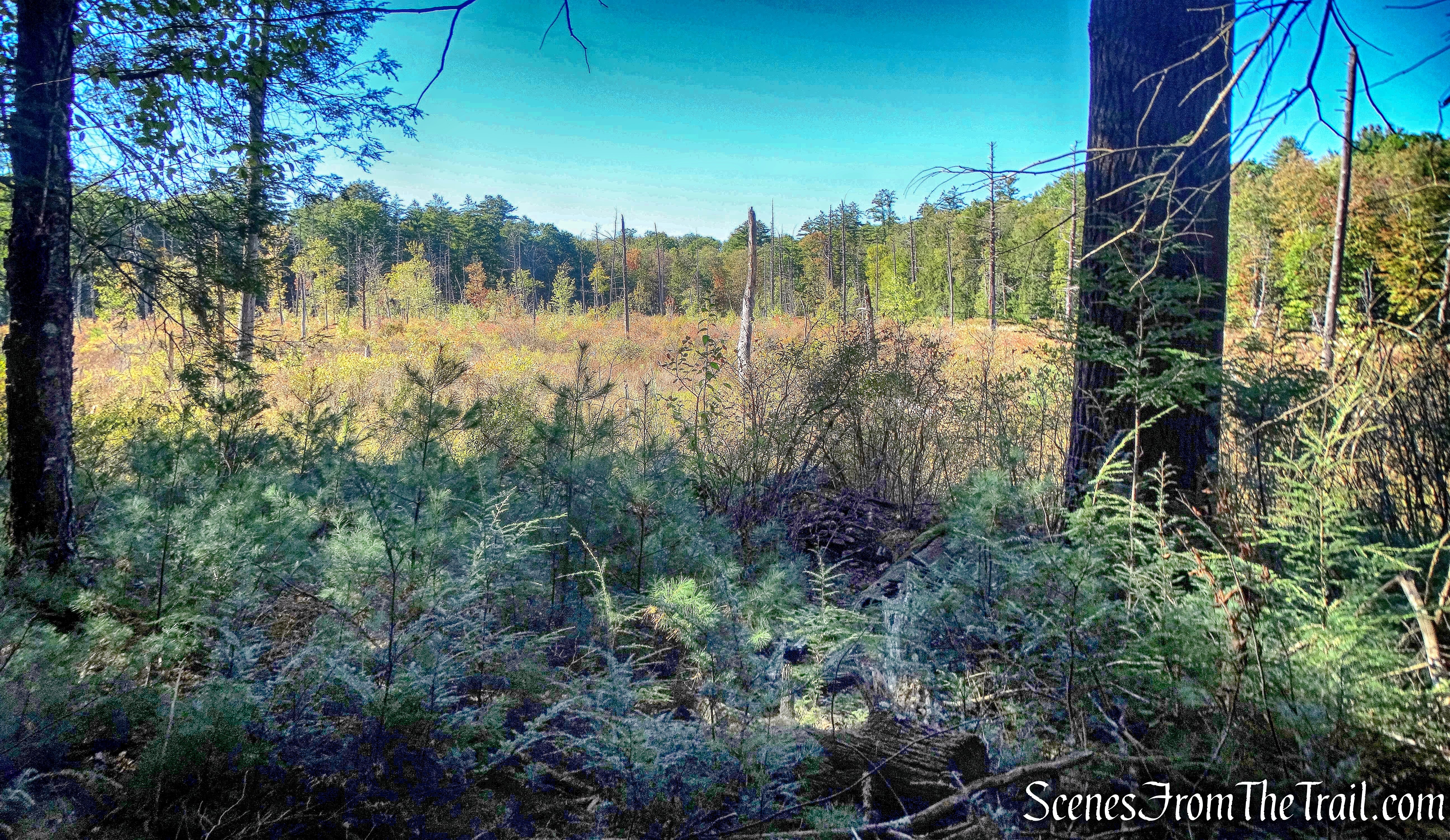wetlands - Damascus Forest Trail