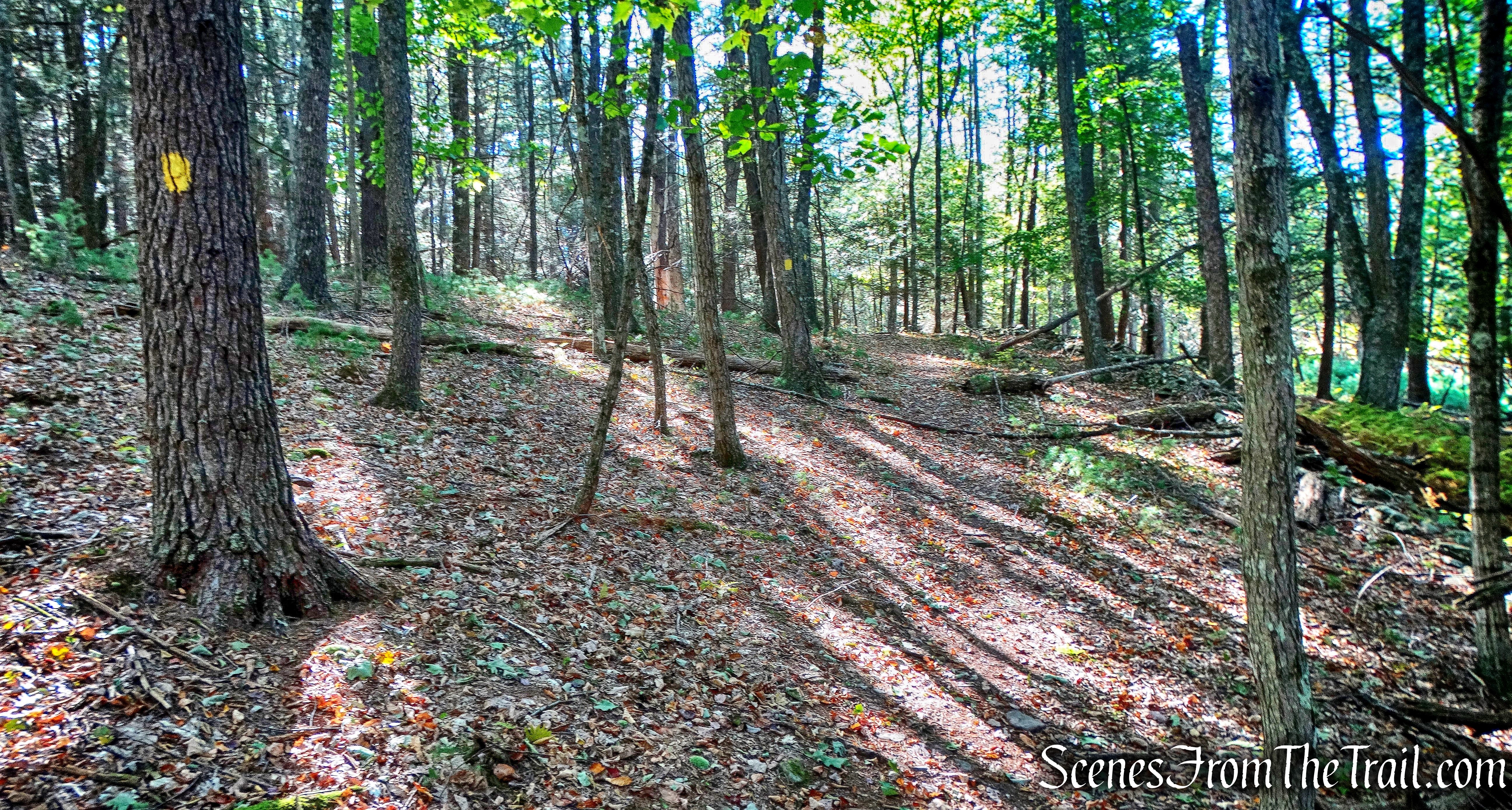 heading west - Damascus Forest Trail