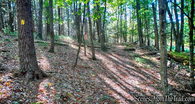heading west - Damascus Forest Trail