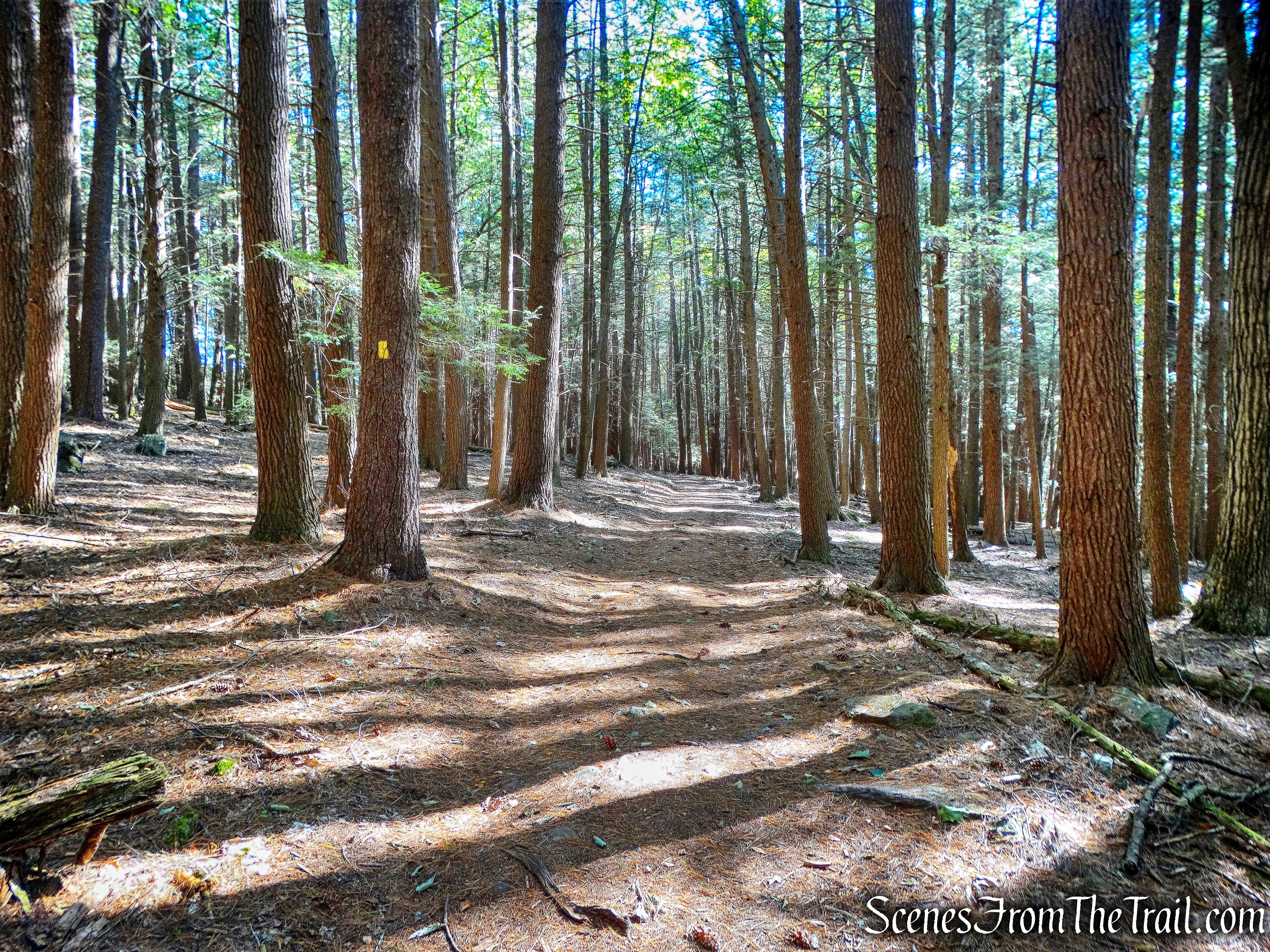 old-growth Hemlocks - Damascus Forest Trail