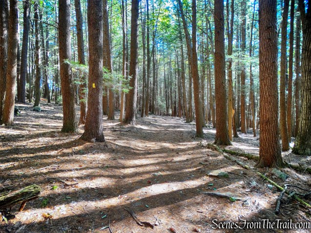 old-growth Hemlocks - Damascus Forest Trail