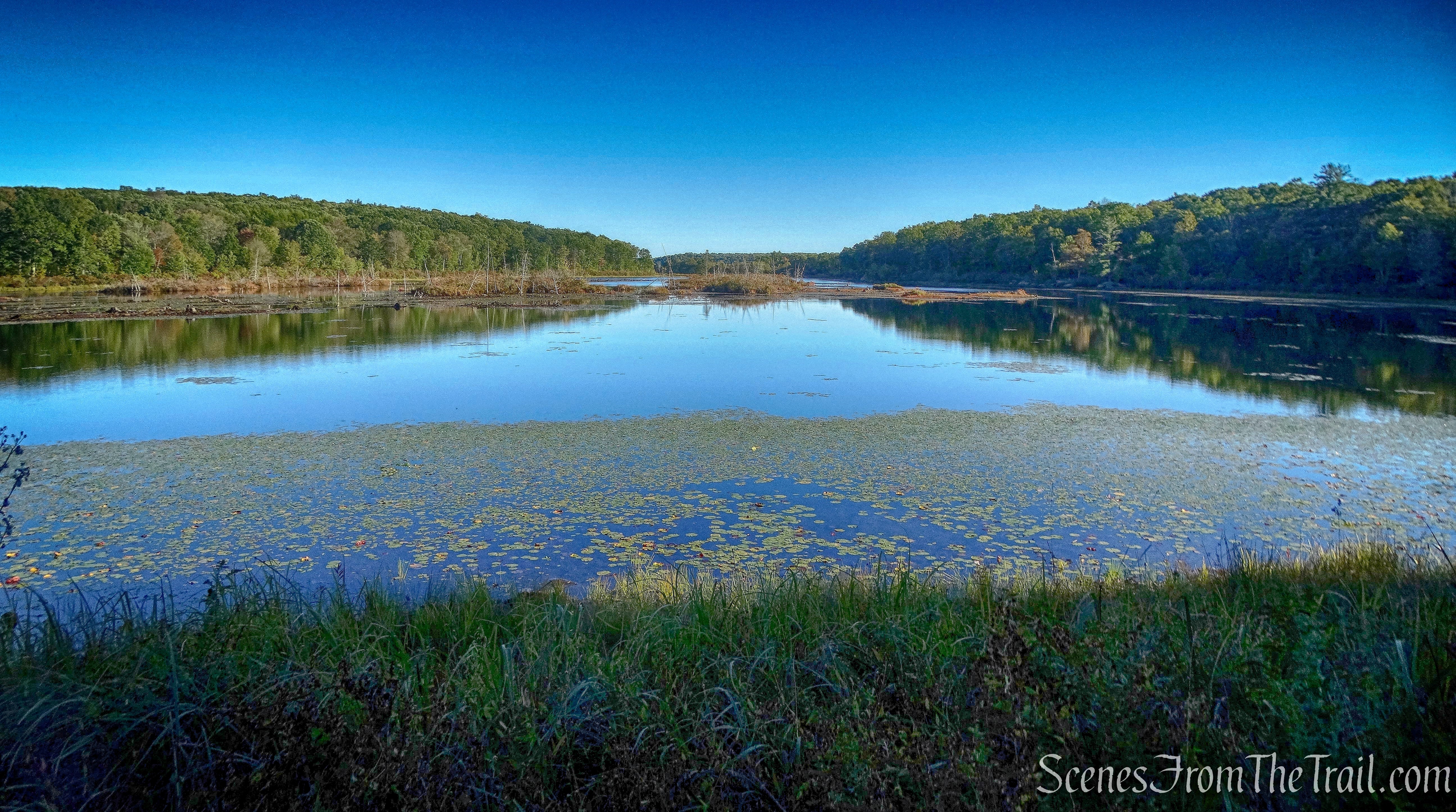 Looking south -  Cobey Pond