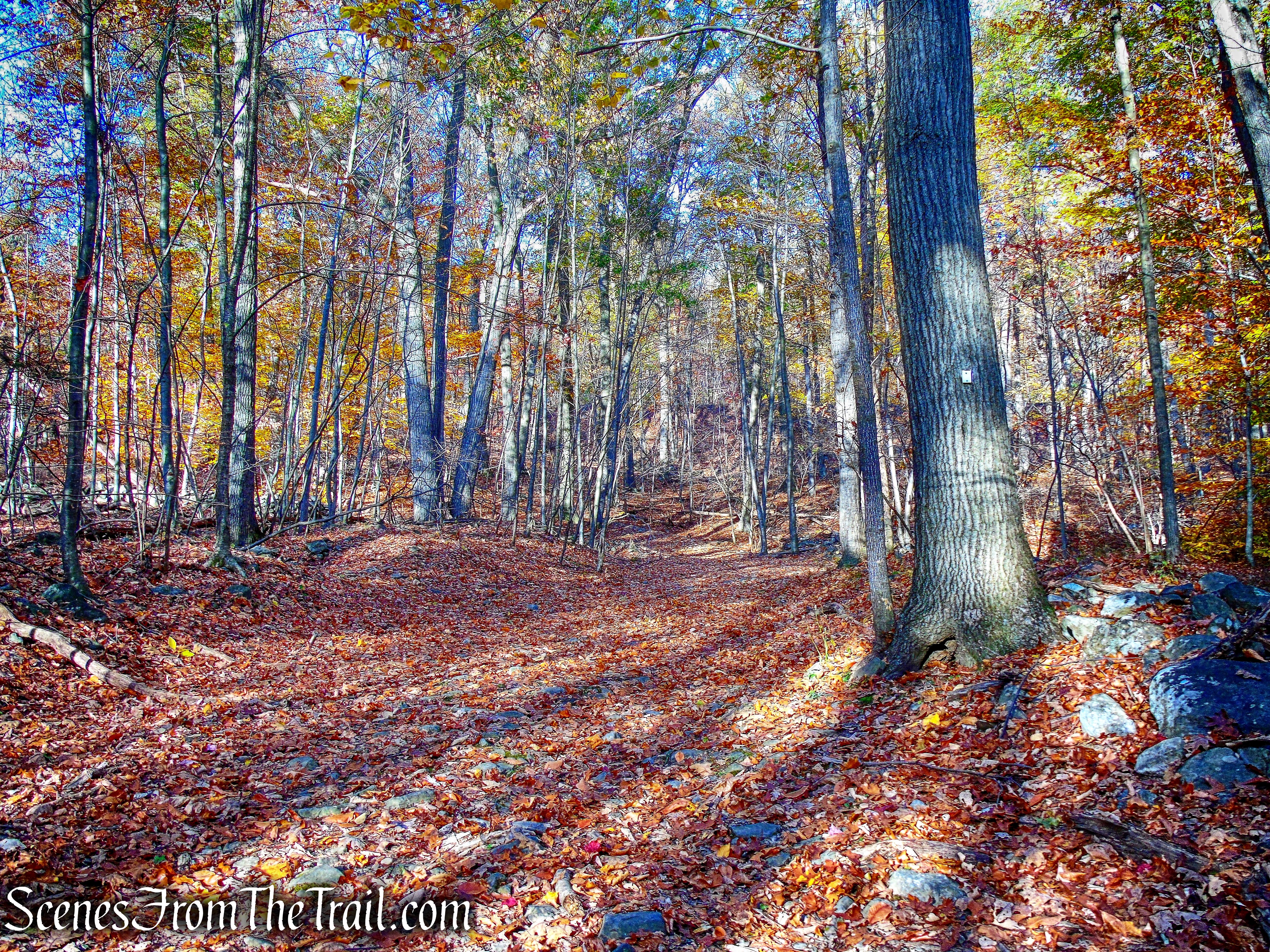 Sweet Clover Trail