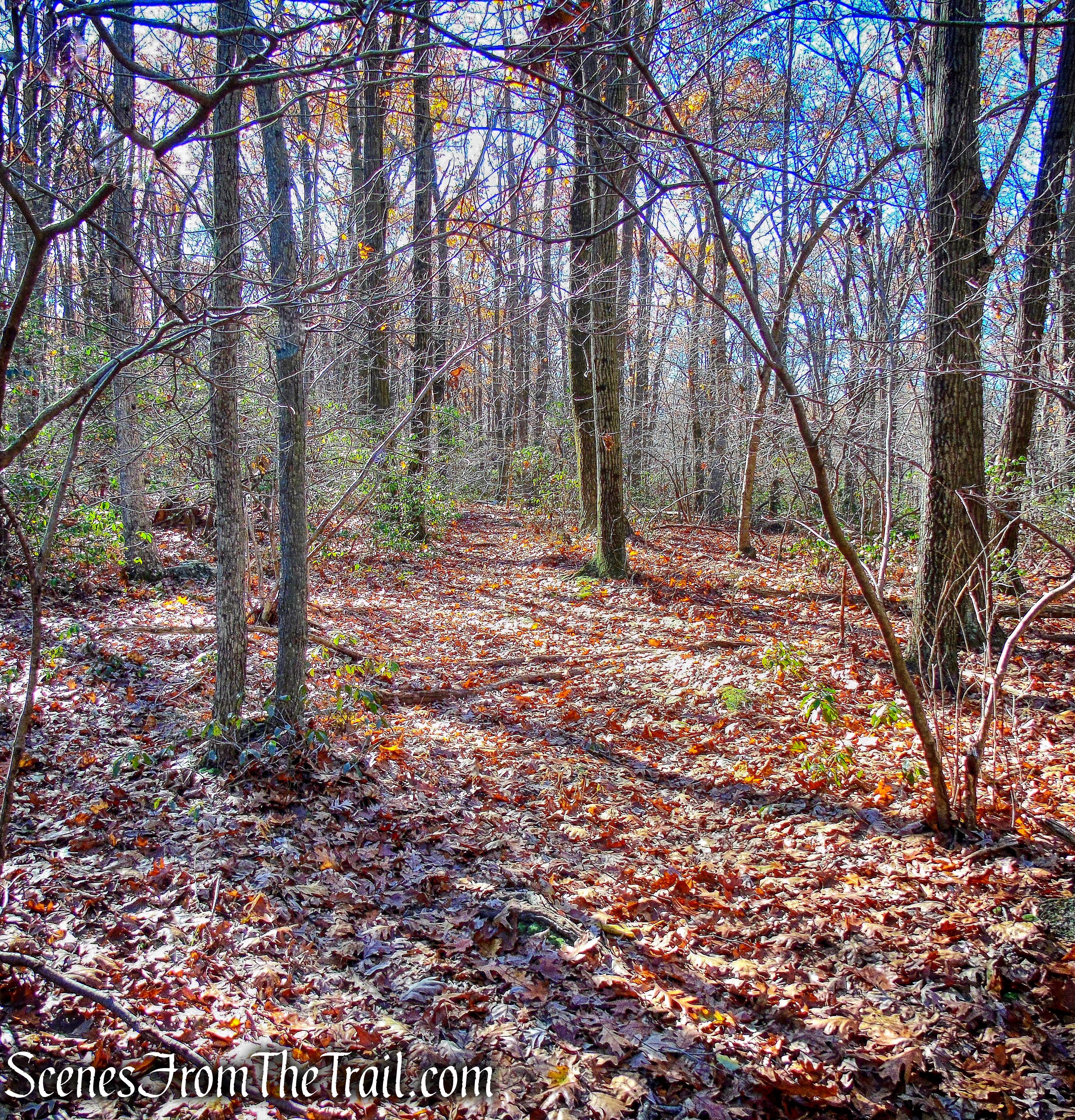 old woods road