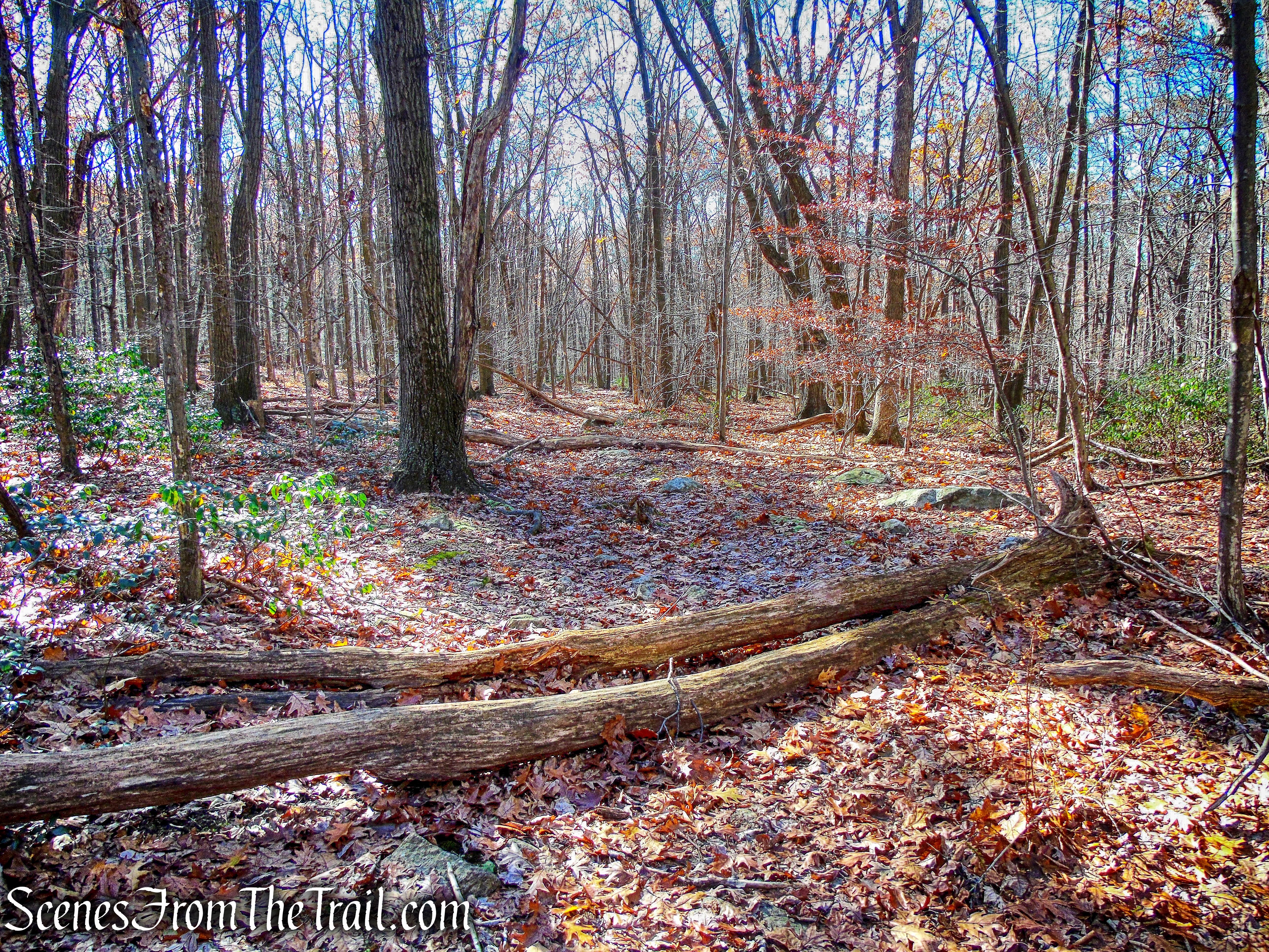 old woods road