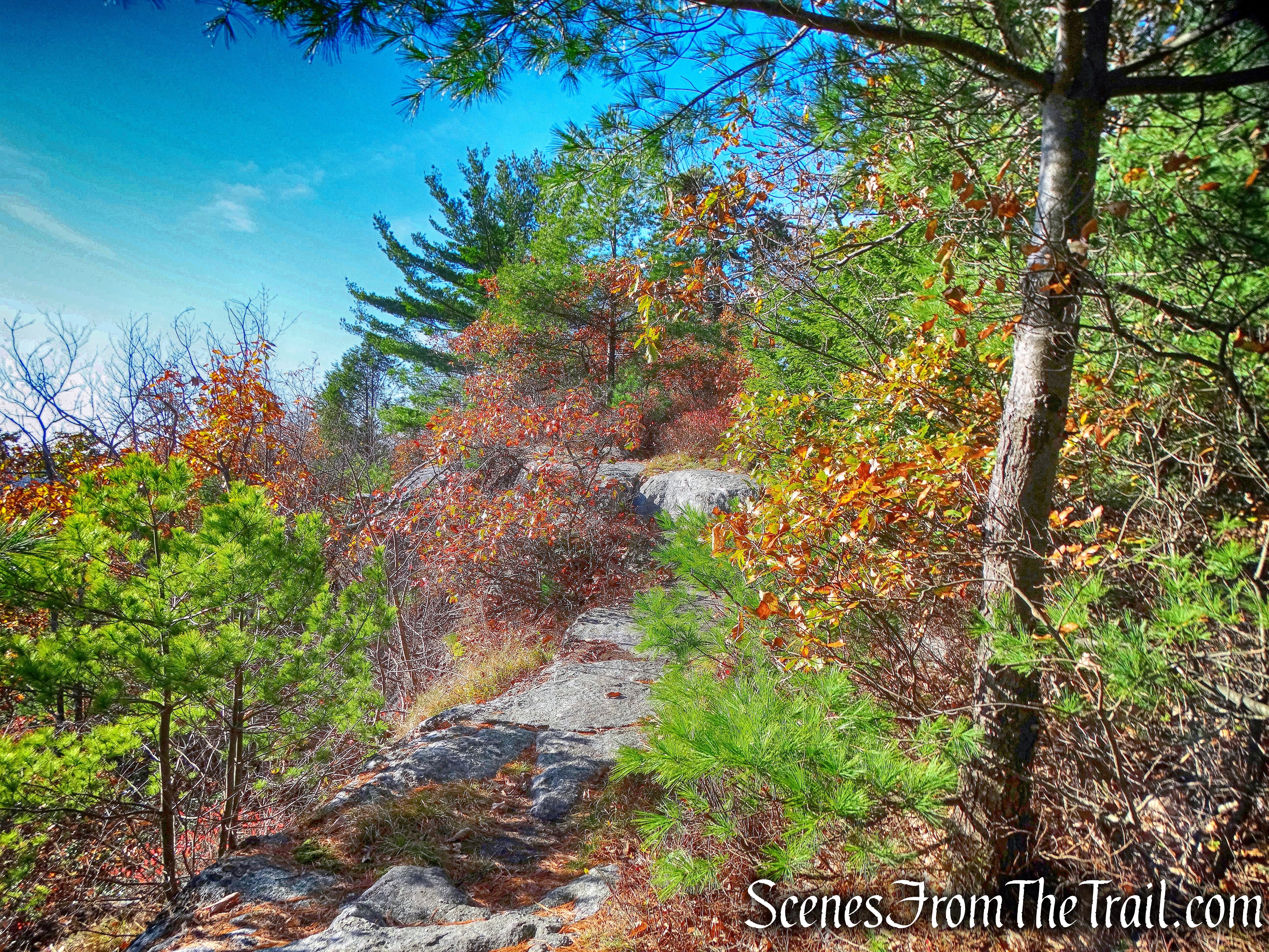 Beacon Hill Trail