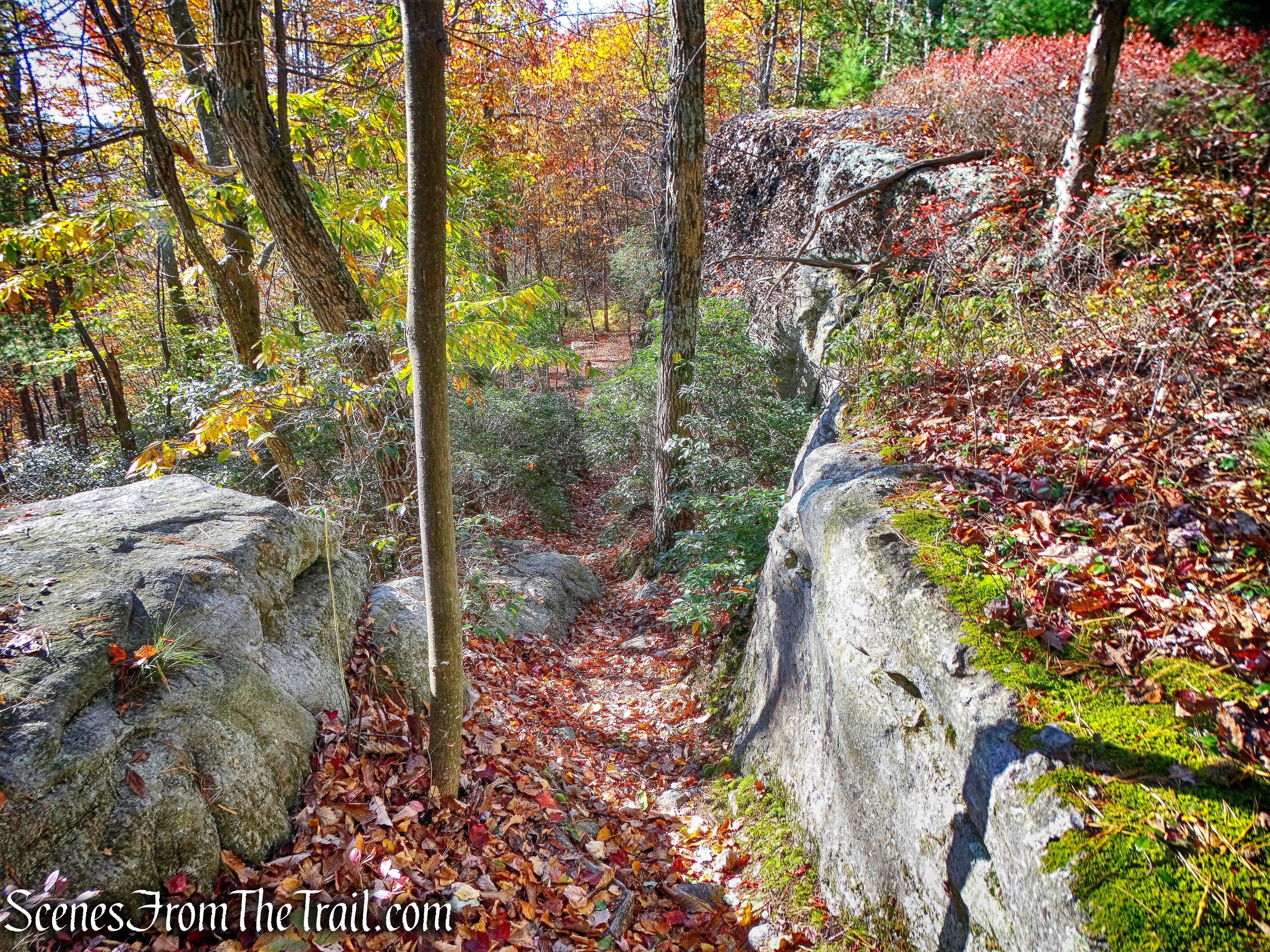 Beacon Hill Trail