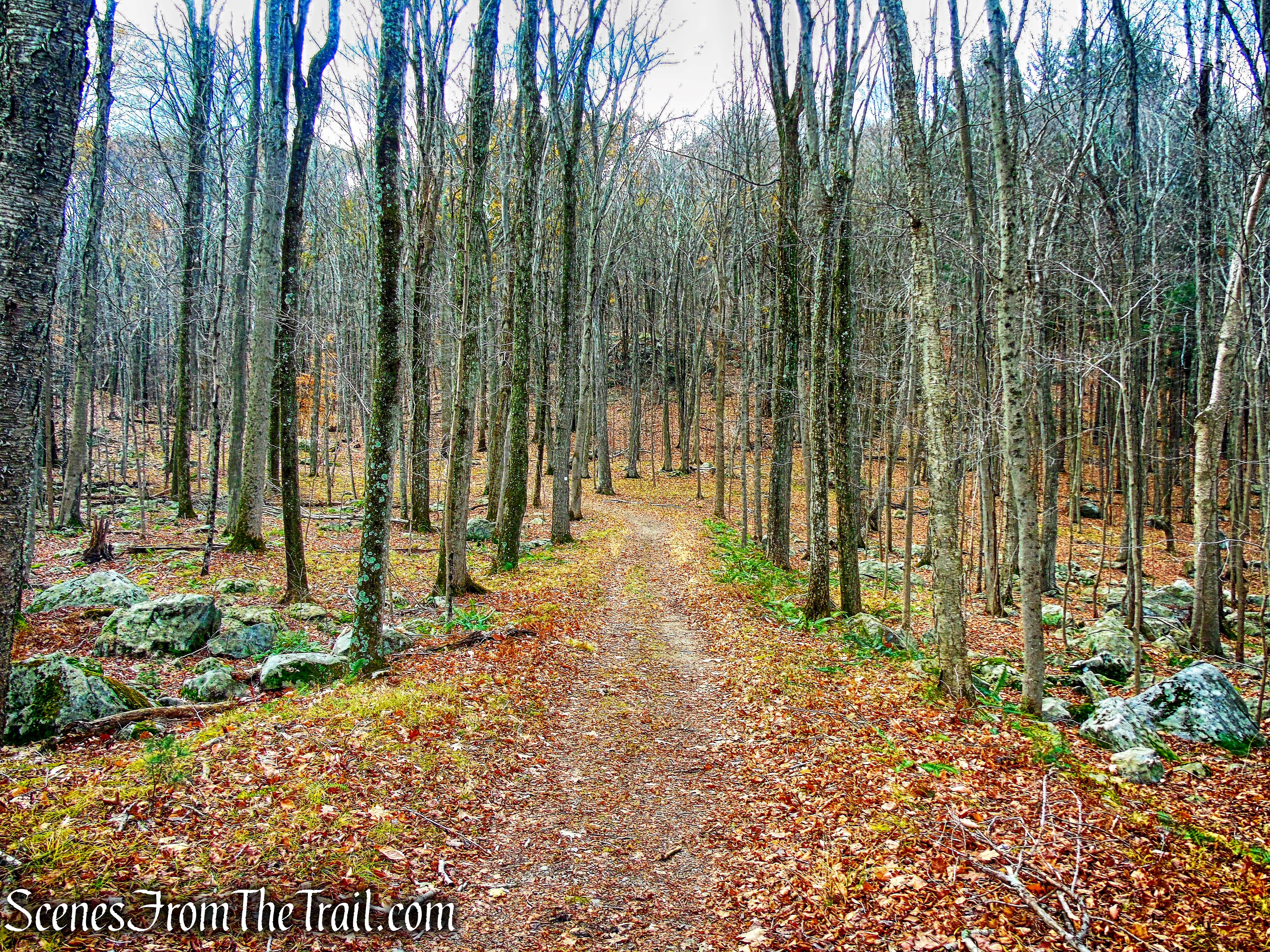 Honey Hollow