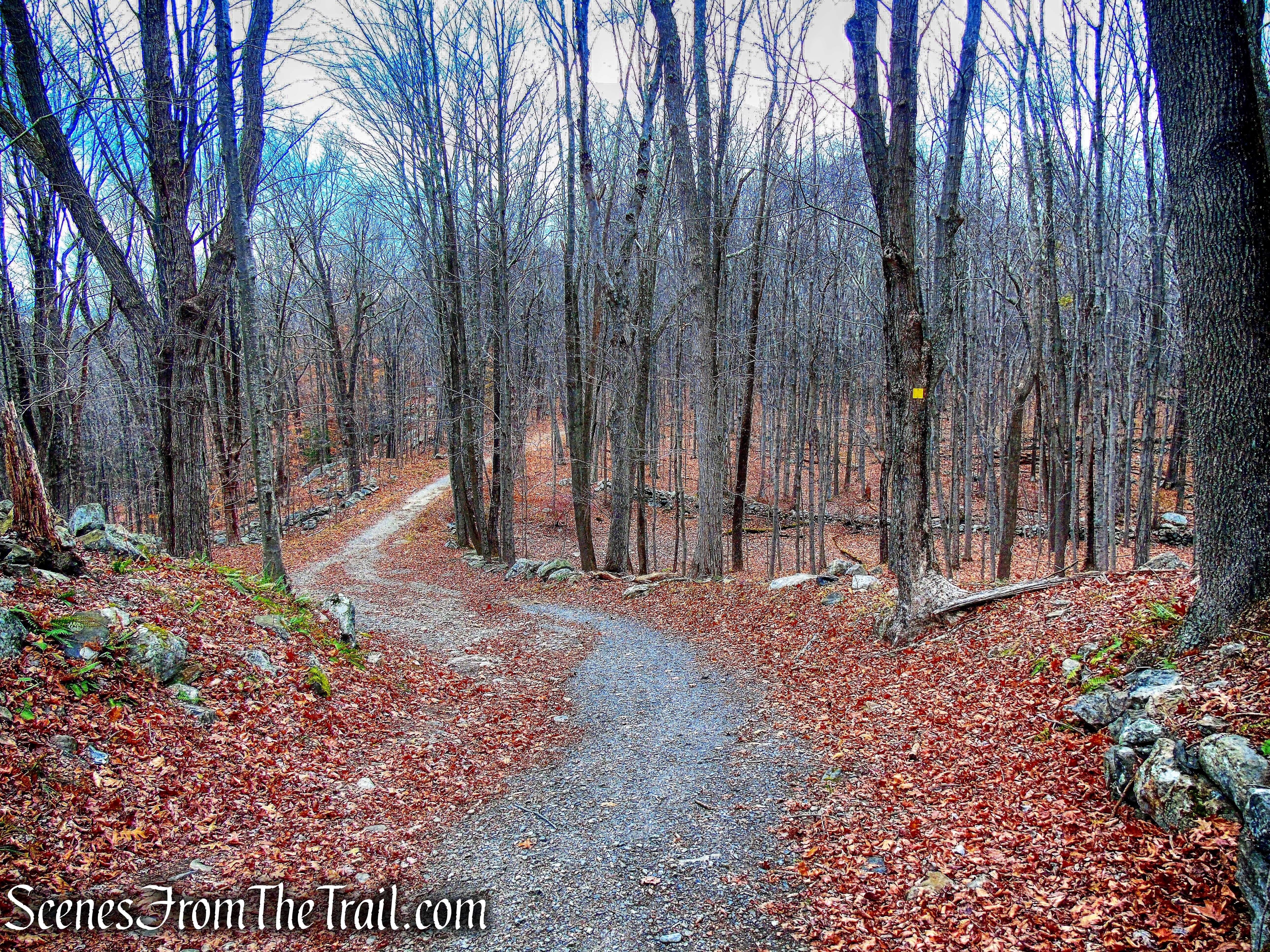 Yellow Trail