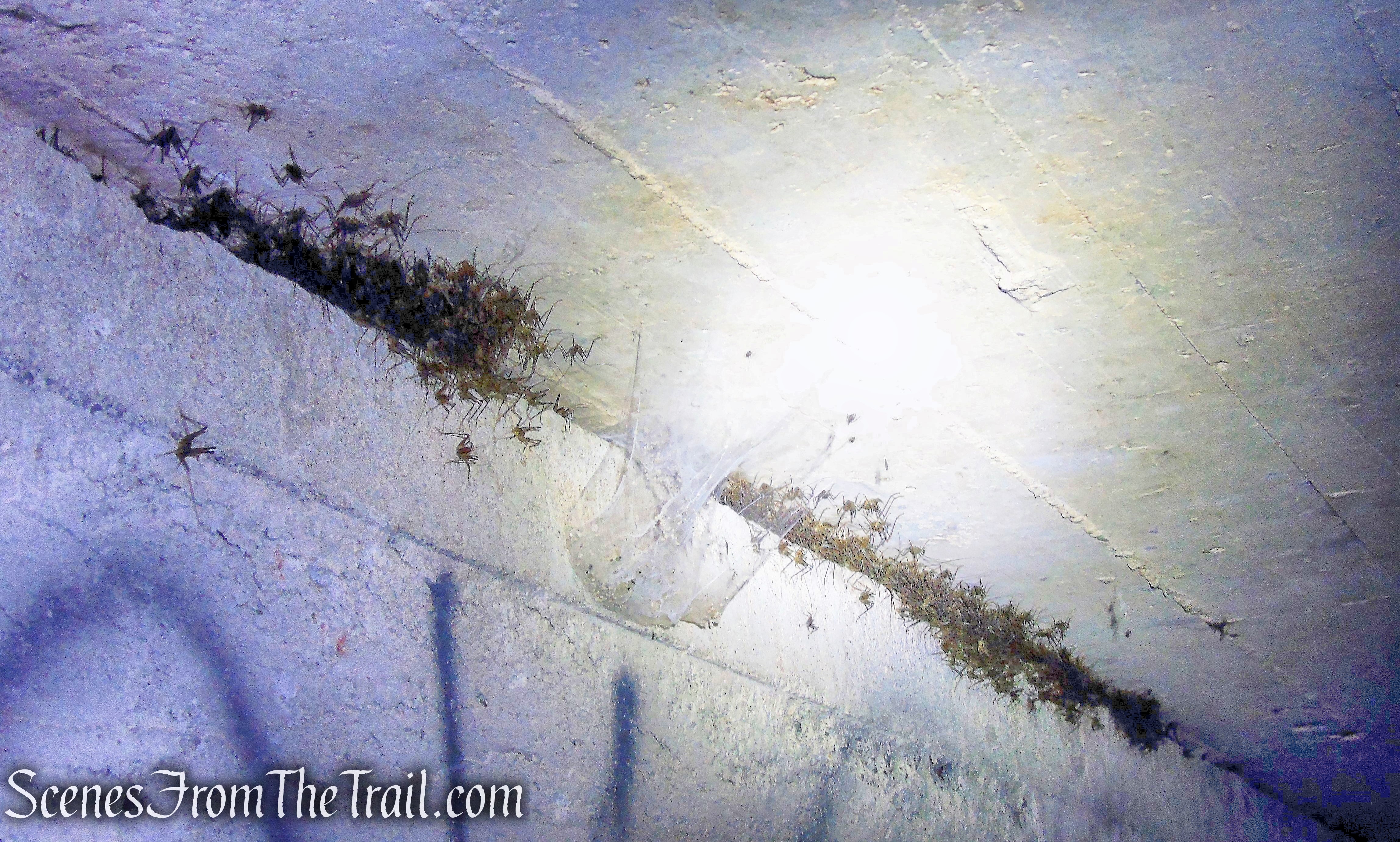 spider crickets - Camp Bluefields