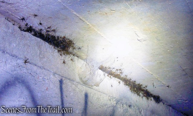 spider crickets - Camp Bluefields