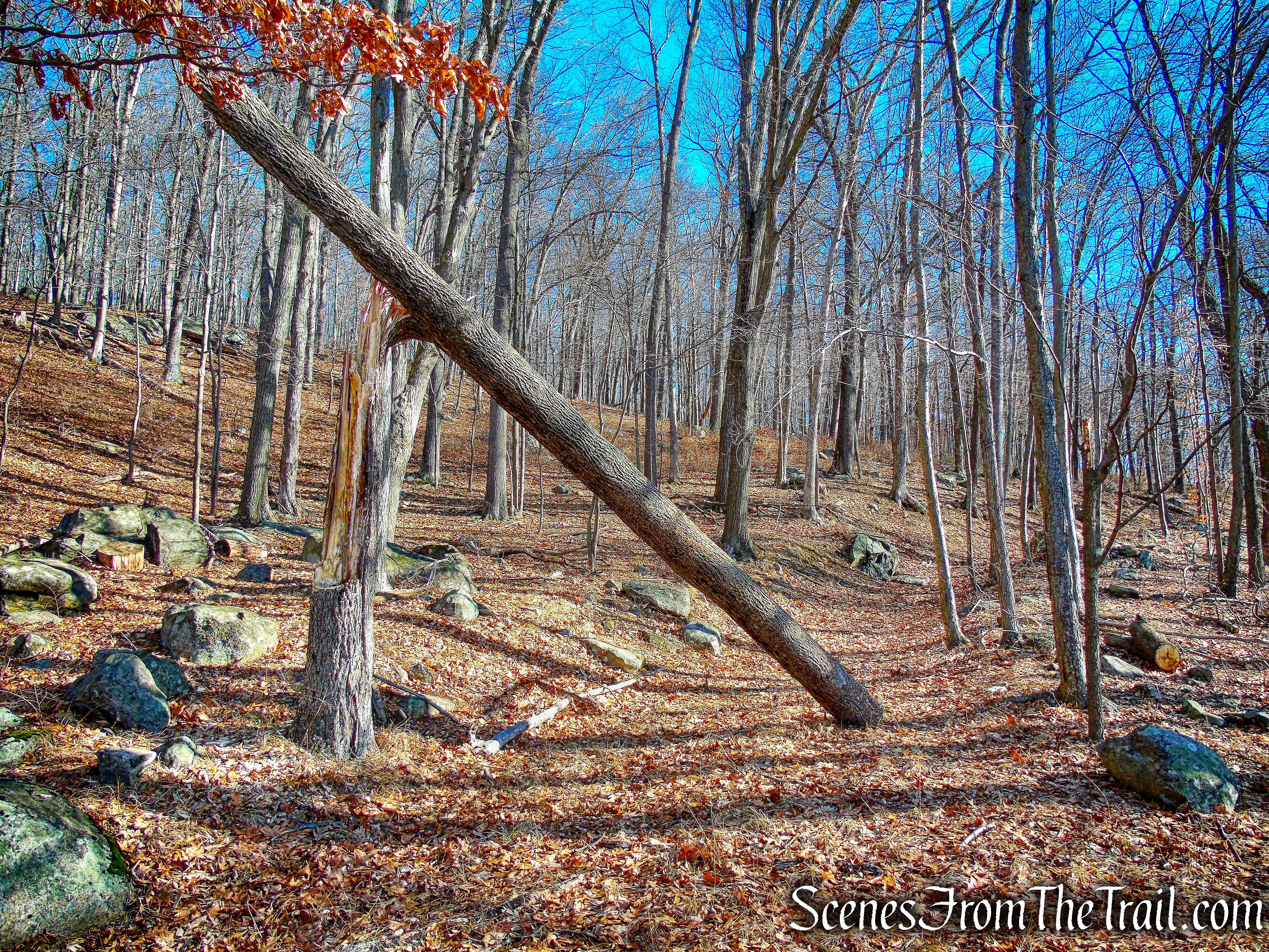 old woods road