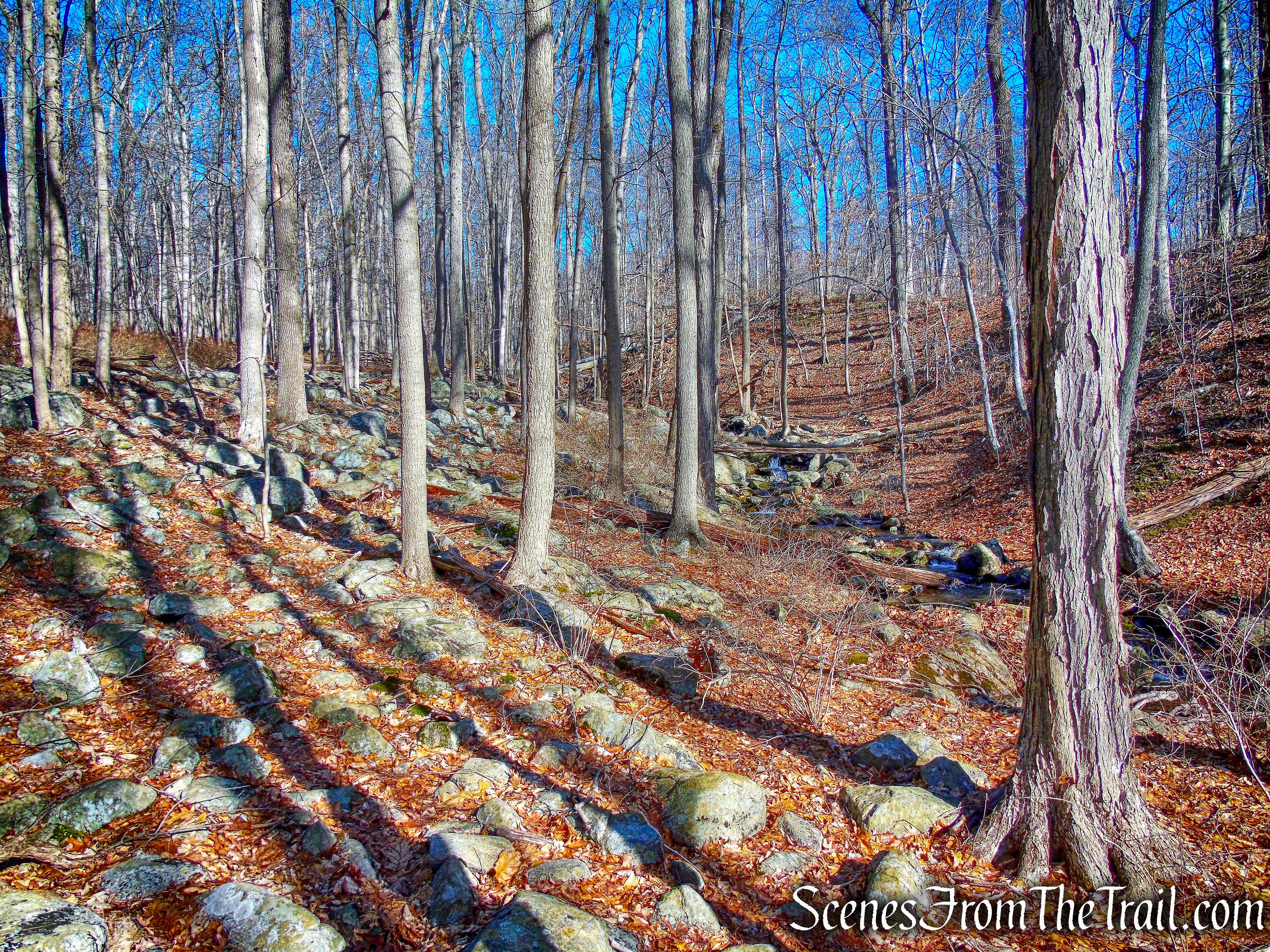 bushwacking north along the western side of the stream