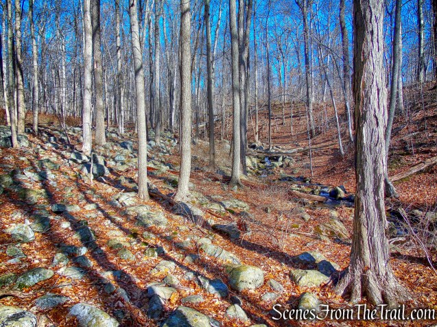 bushwacking north along the western side of the stream