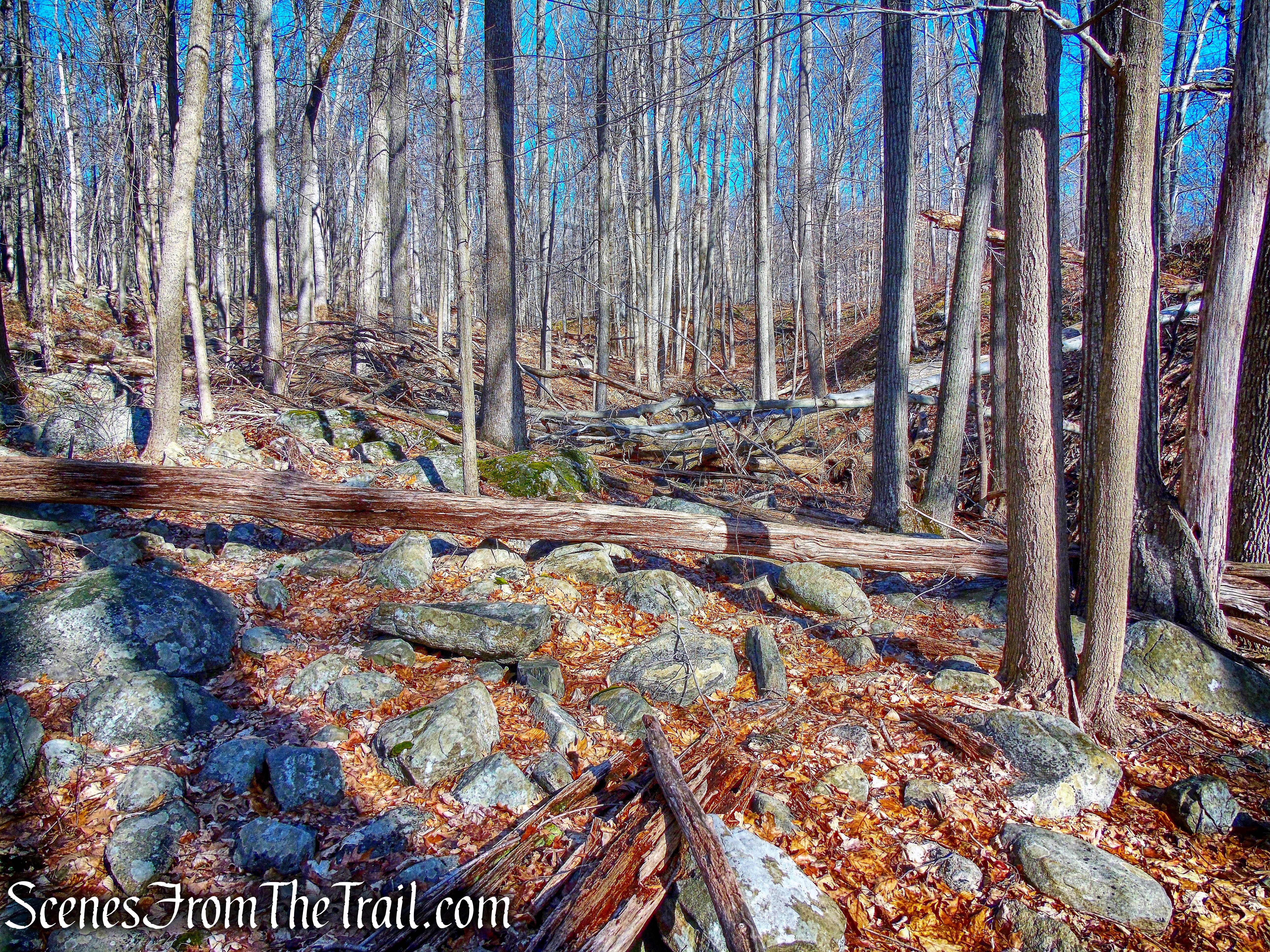 bushwacking north along the western side of the stream