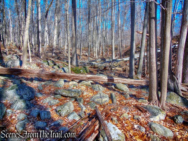 bushwacking north along the western side of the stream