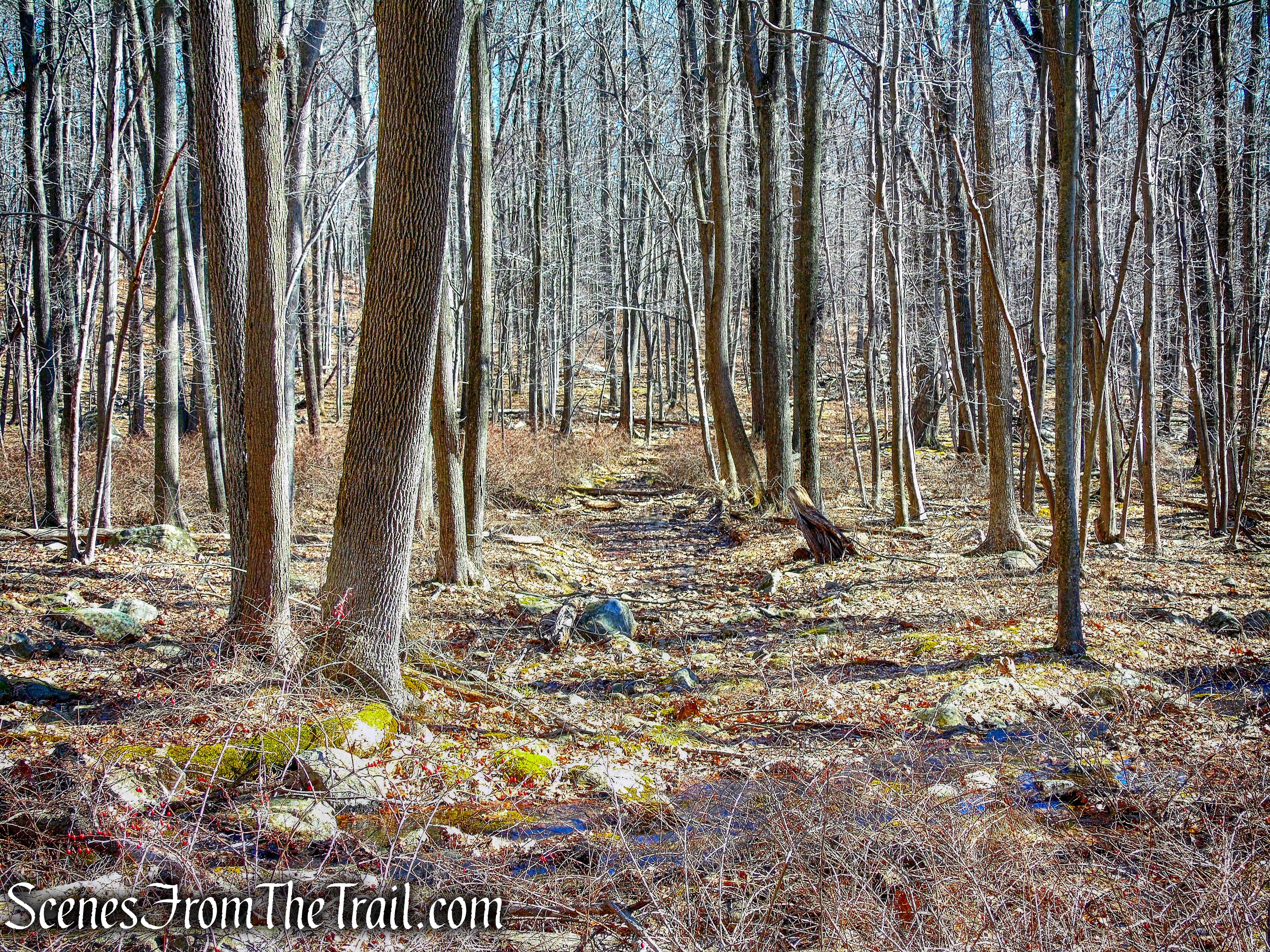 woods road