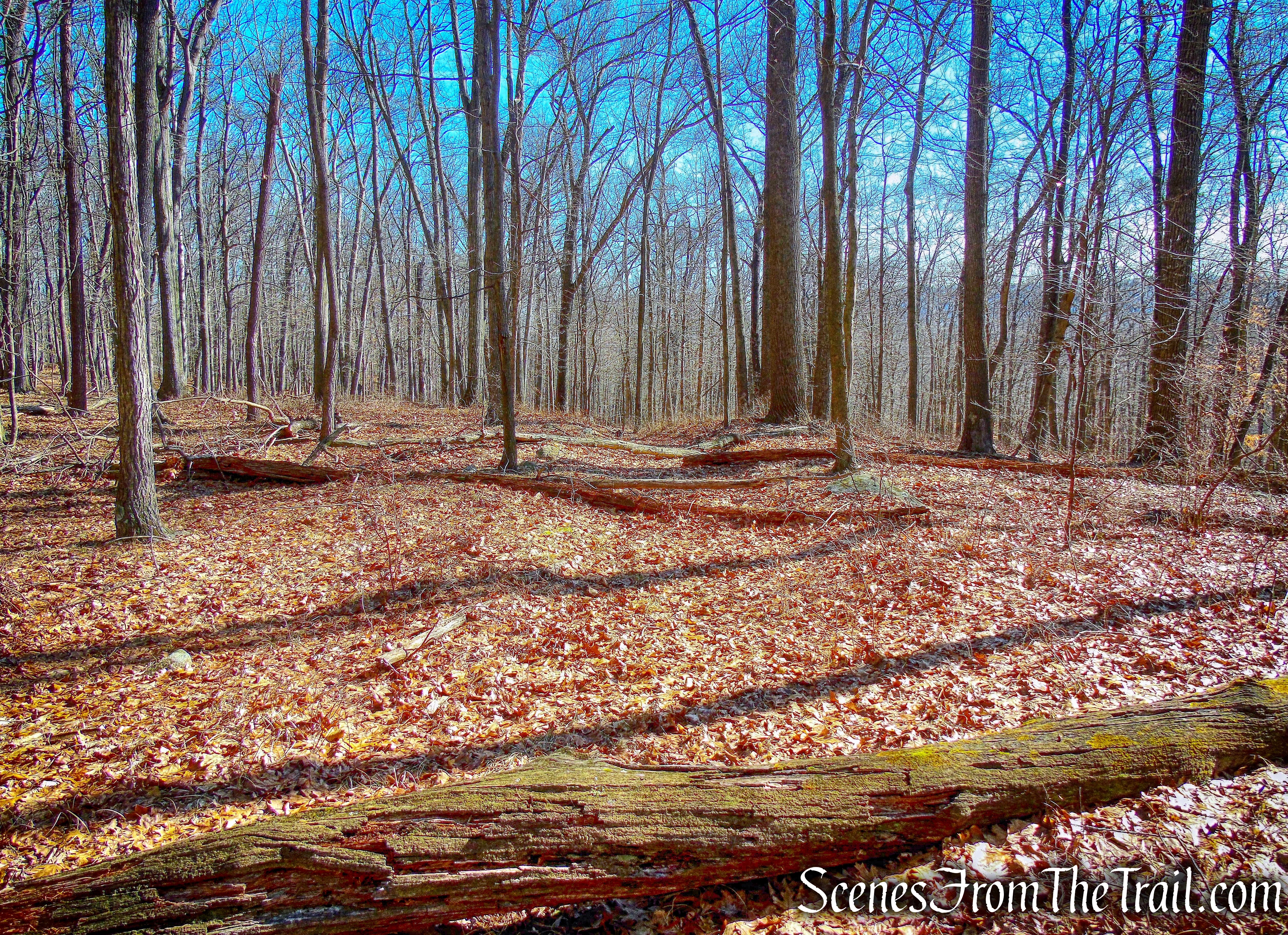 old woods road